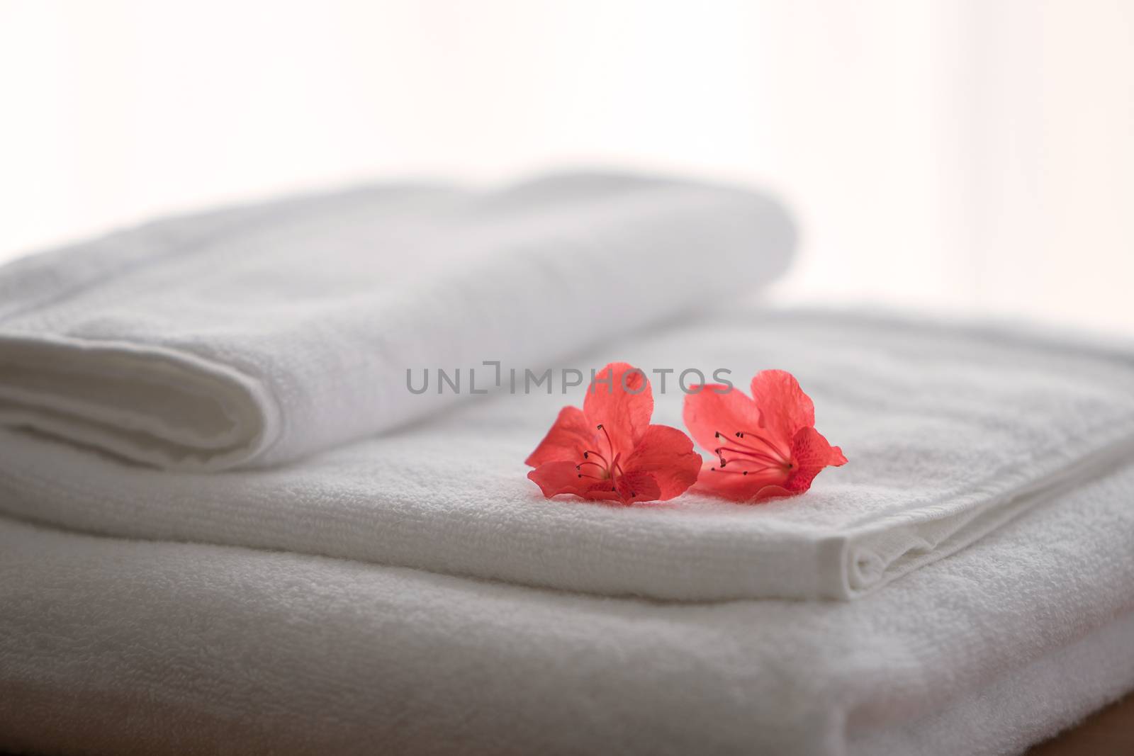 Two red azalea flowers on folded towels and backlight