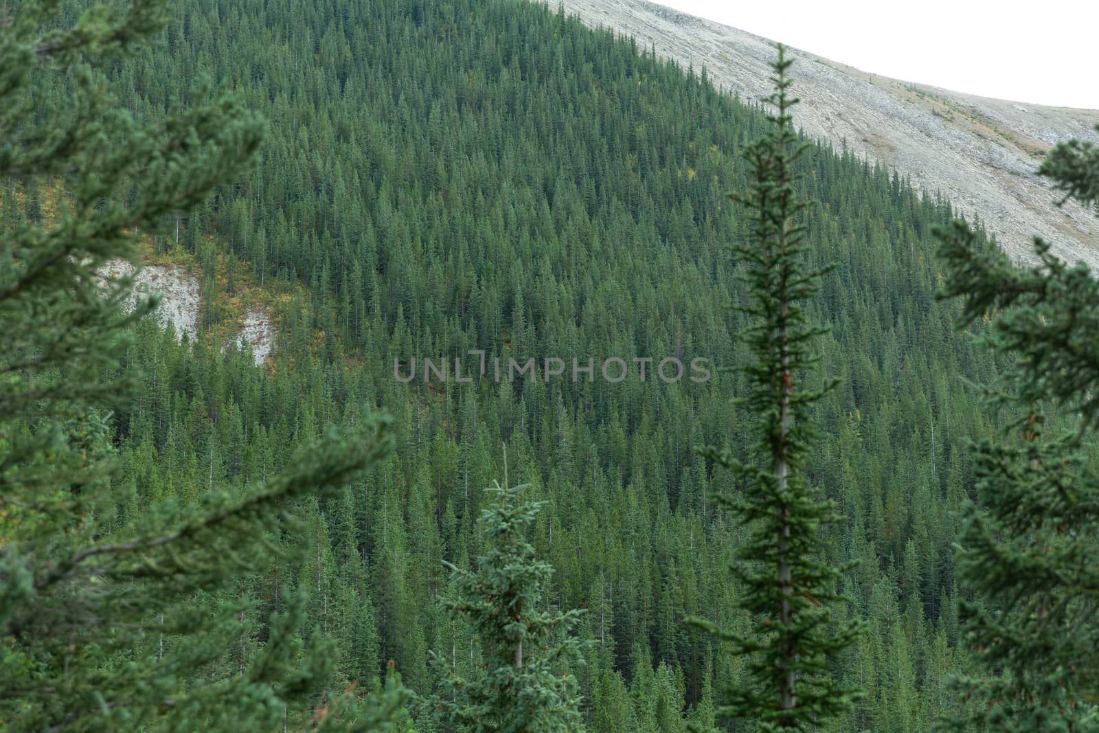 Sulphur Skyline Trailhead, Jasper National Park by vlad-m