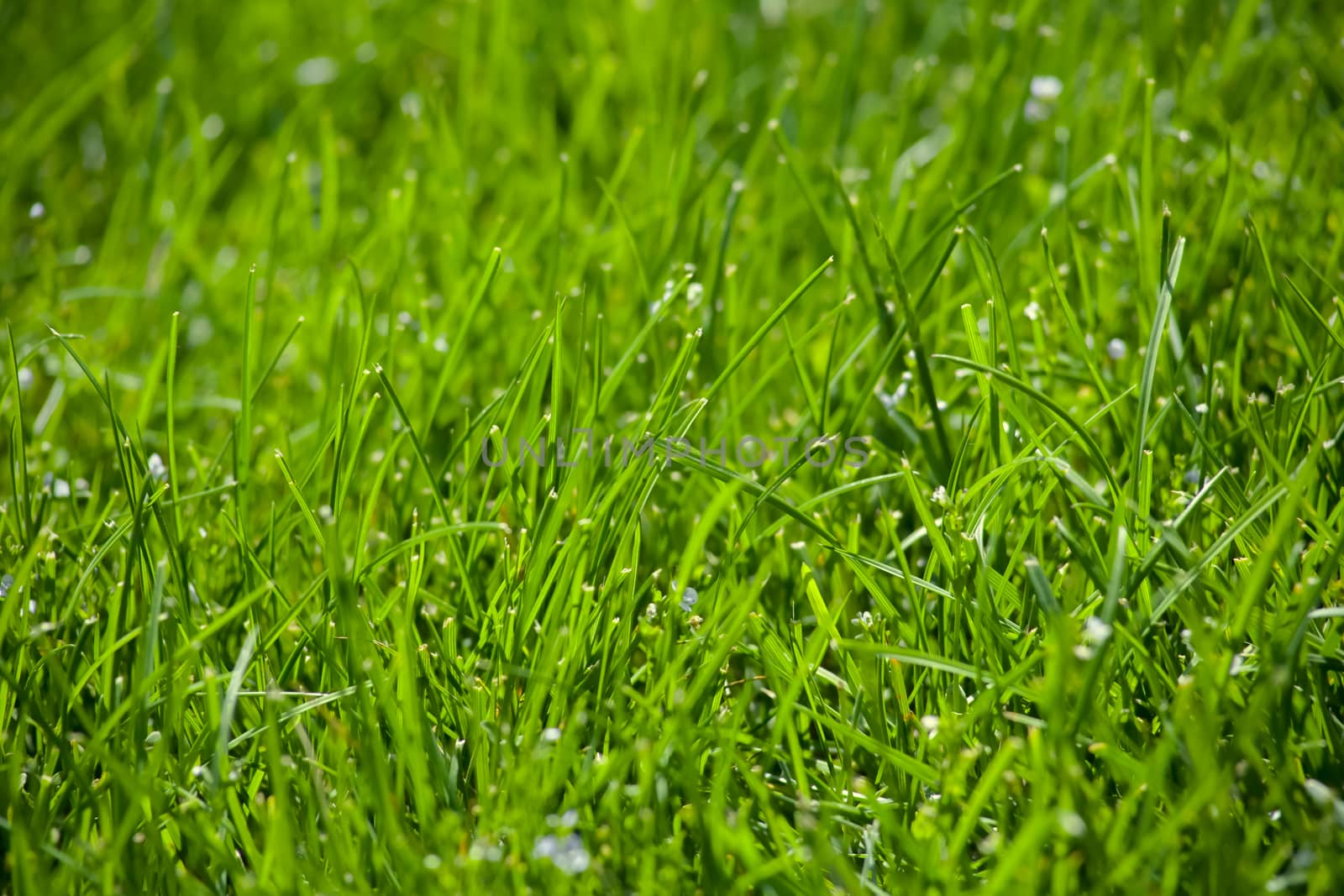 Fresh green grass with water droplet in sunshine