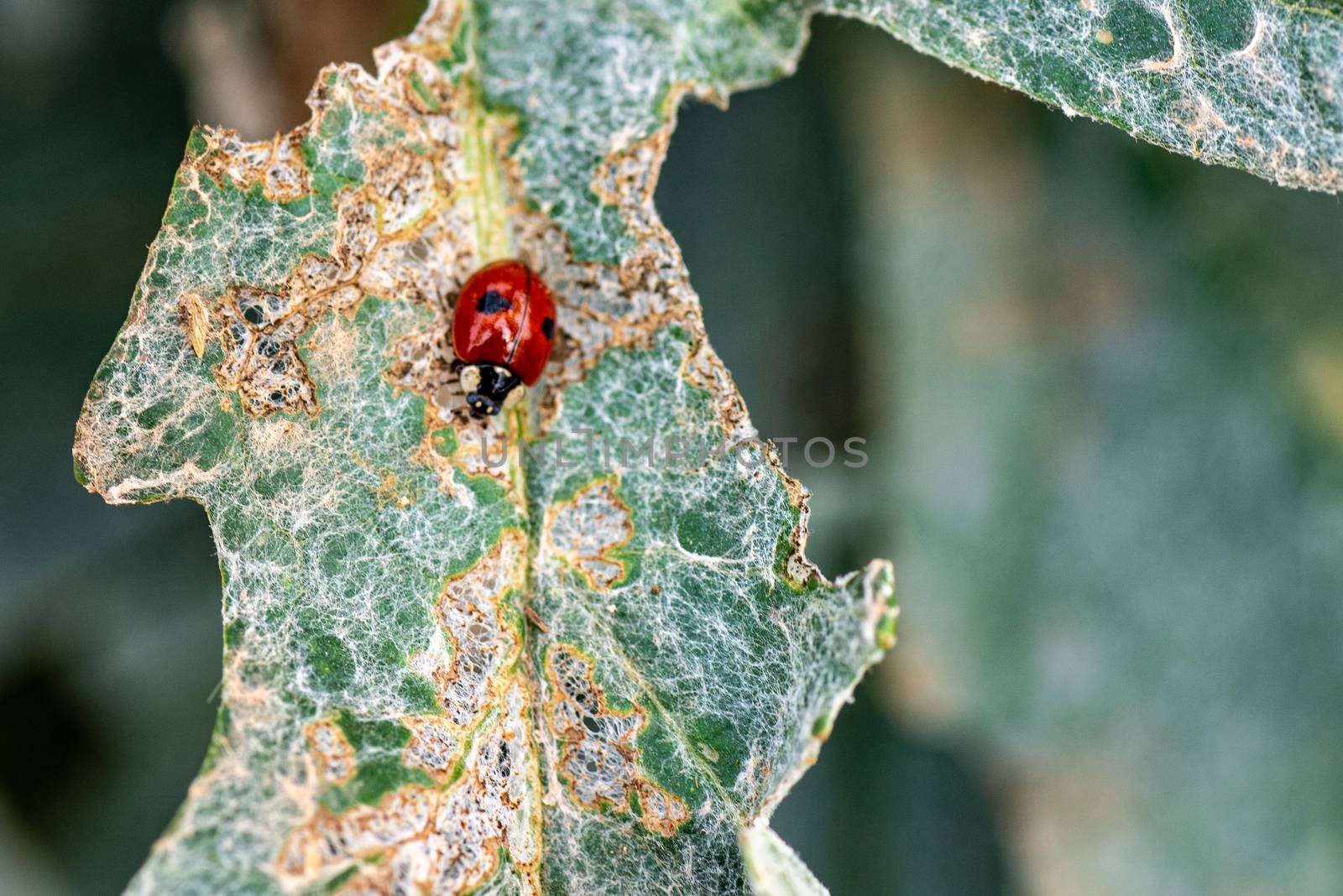 ladybug on artichoke plant