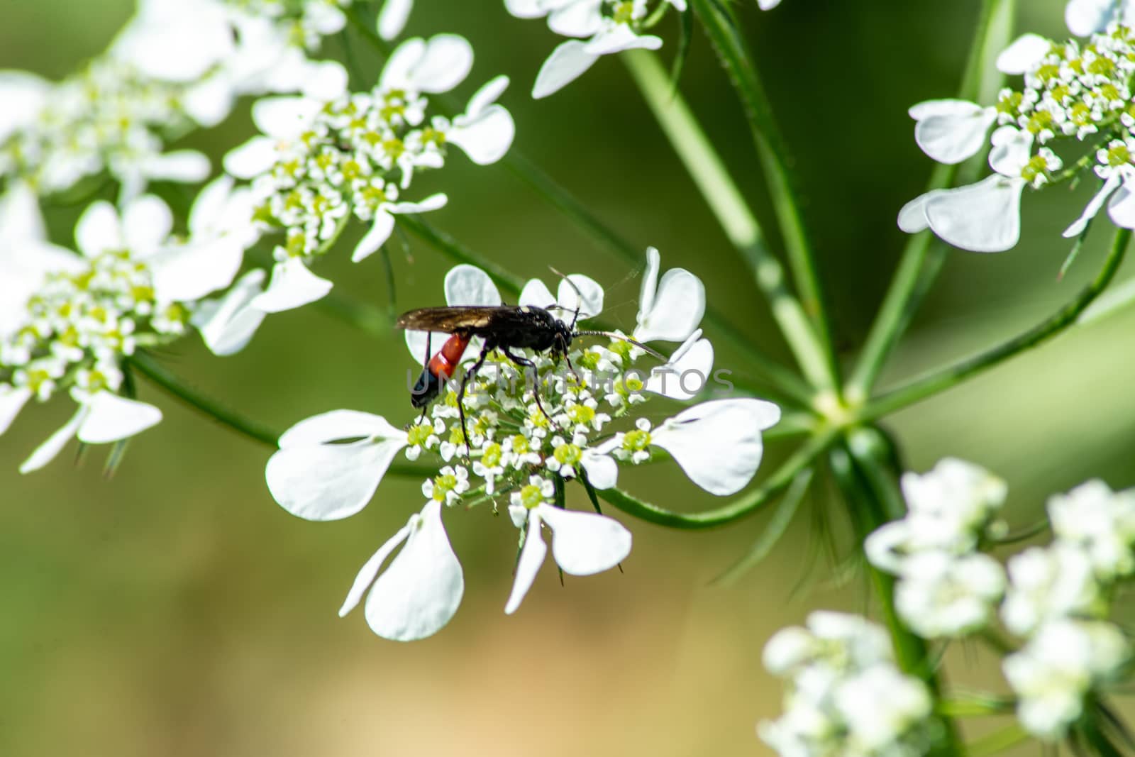 insects on flowers during summer