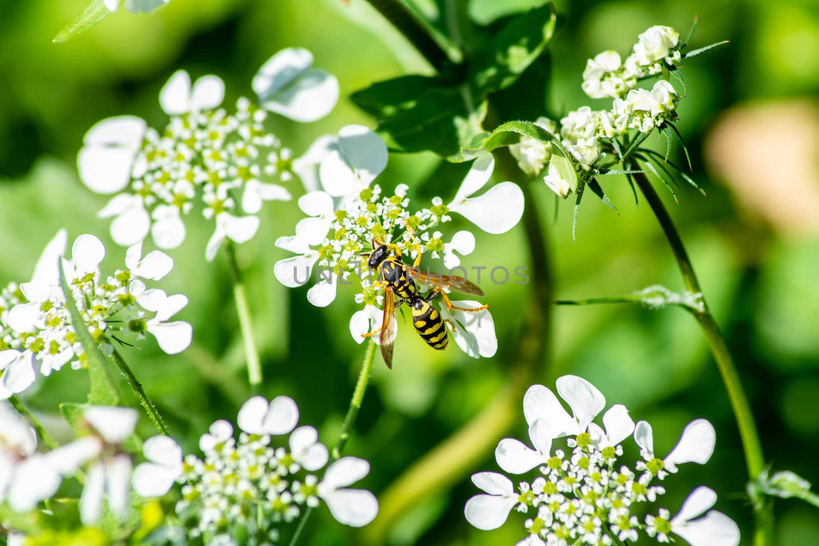 insects on flowers during summer