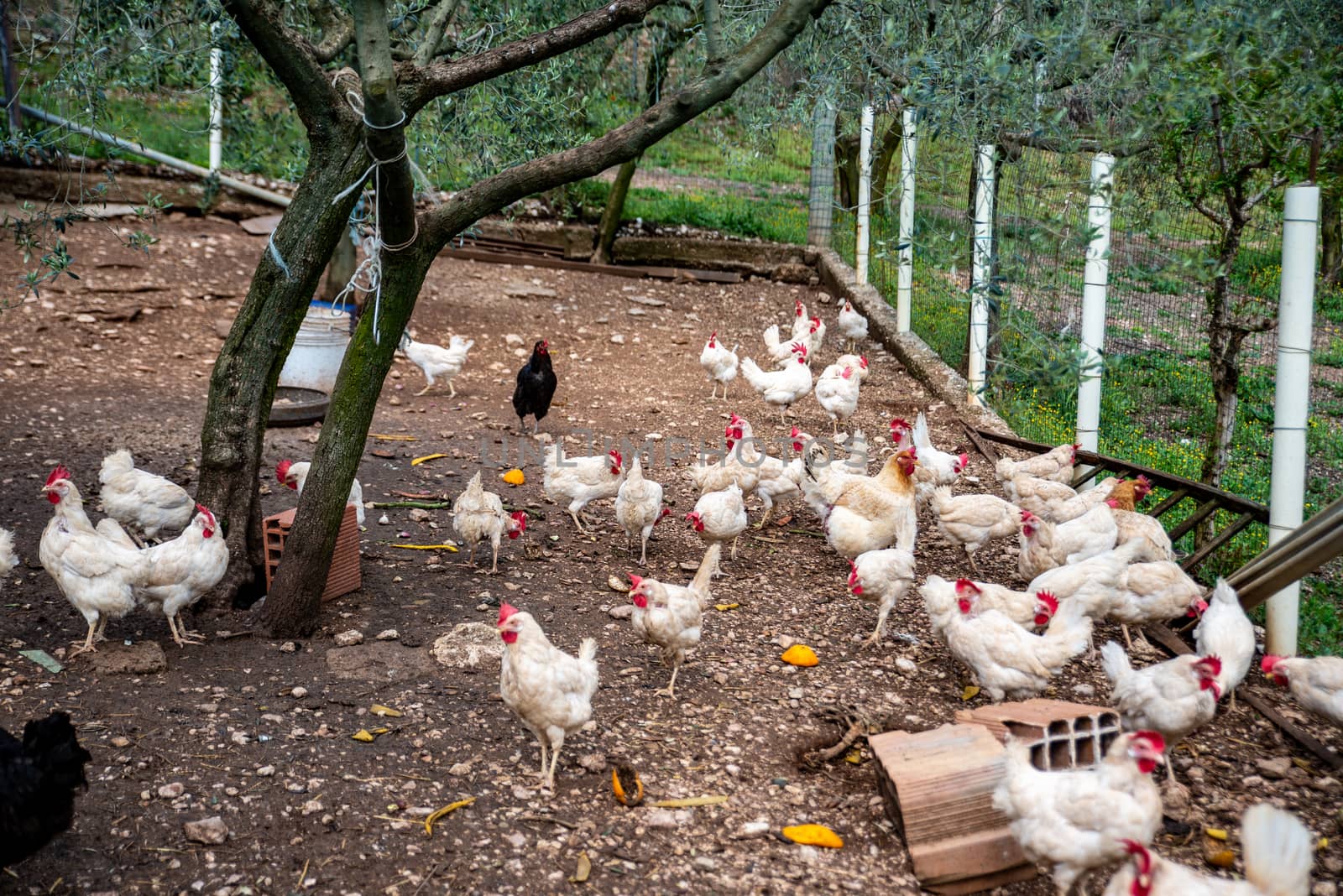 WHITE HENS FOR BREEDING AND EGG PRODUCTION