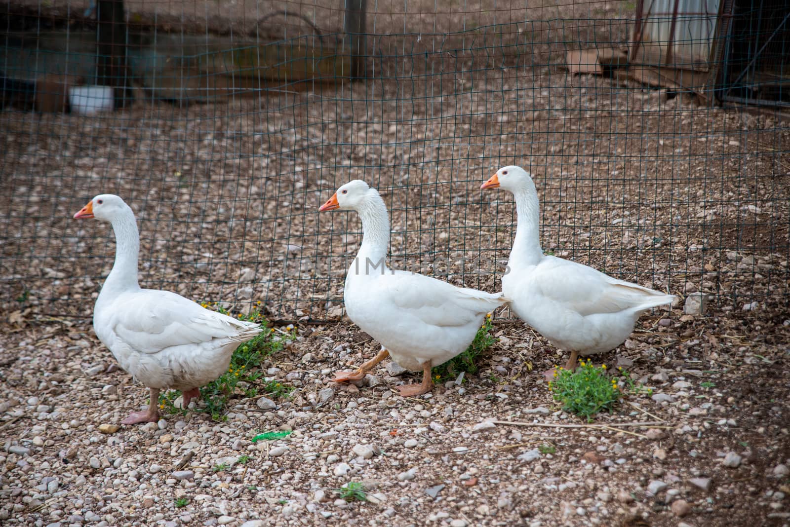 WHITE GROUND GEESE IN THE COURTYARD