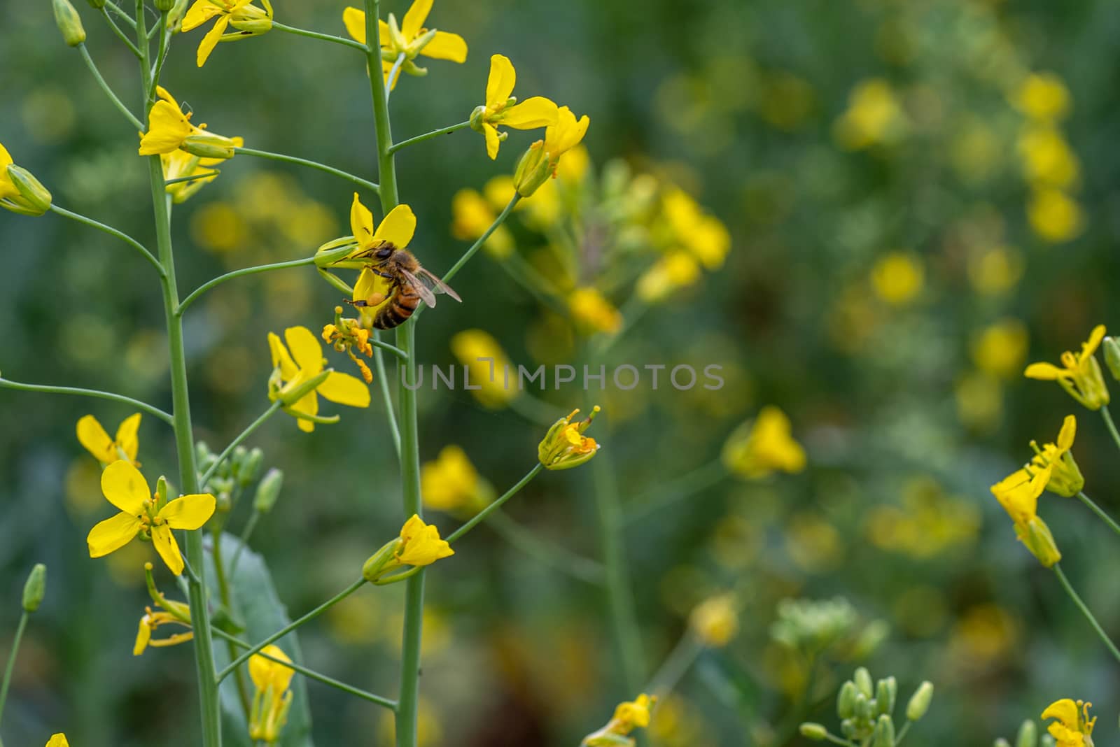 ape su fiore di ortaggio giallo