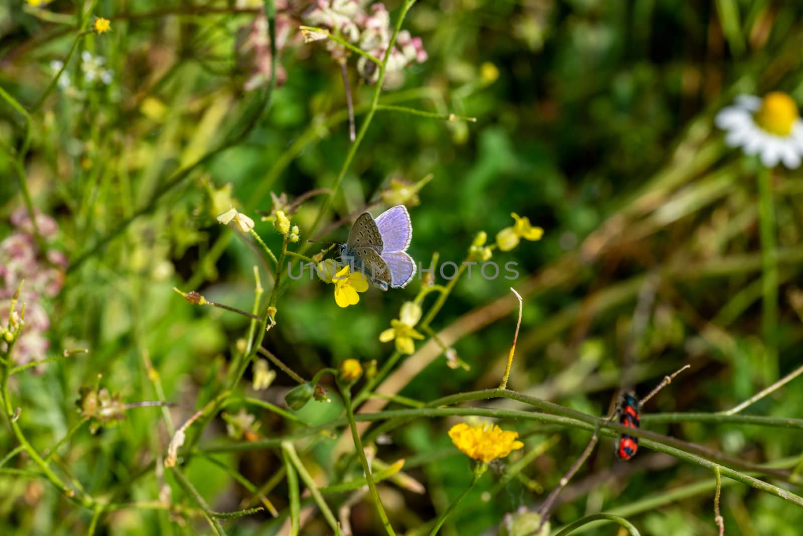 false butterfly idas on wet vegetation