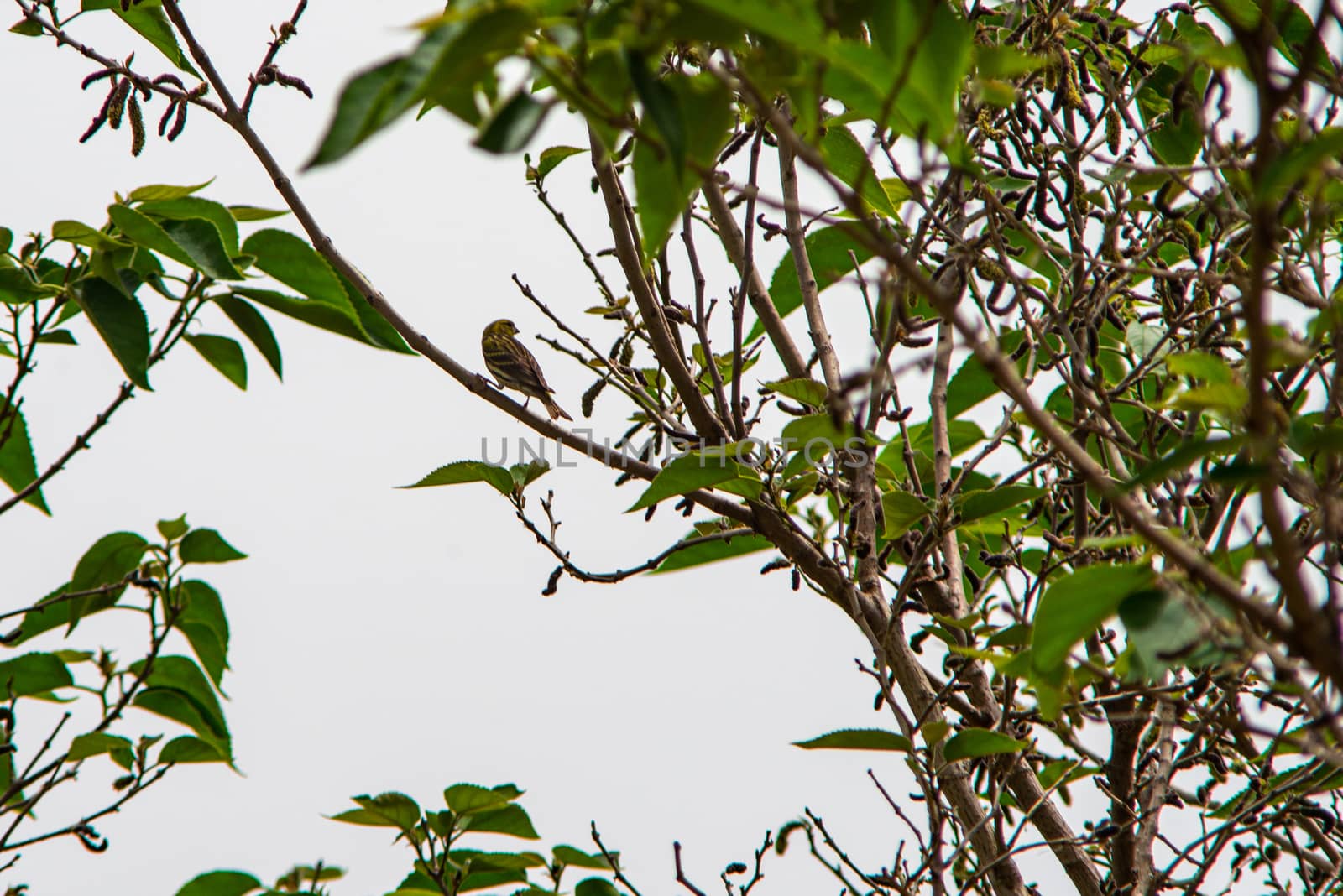 greenfinch bird looking for food on alberero verde