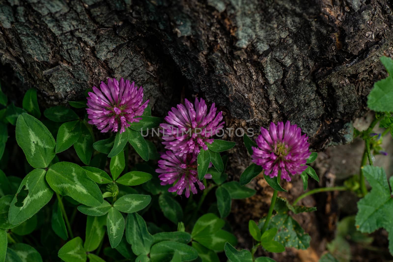 clover of meadows under olive tree