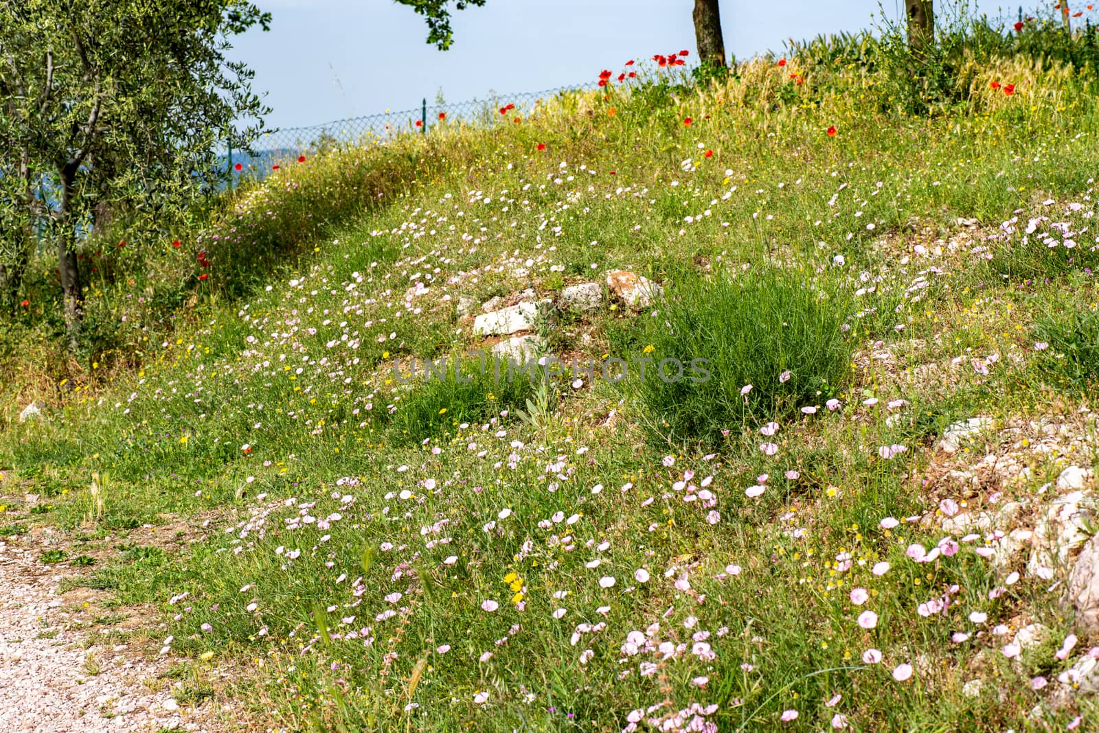 FLOWERED MEADOW FROM DAISIES AND WILD FLOWERS
