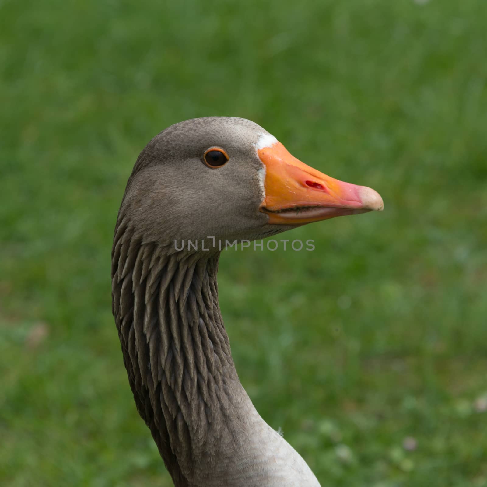 Greylag Goose head