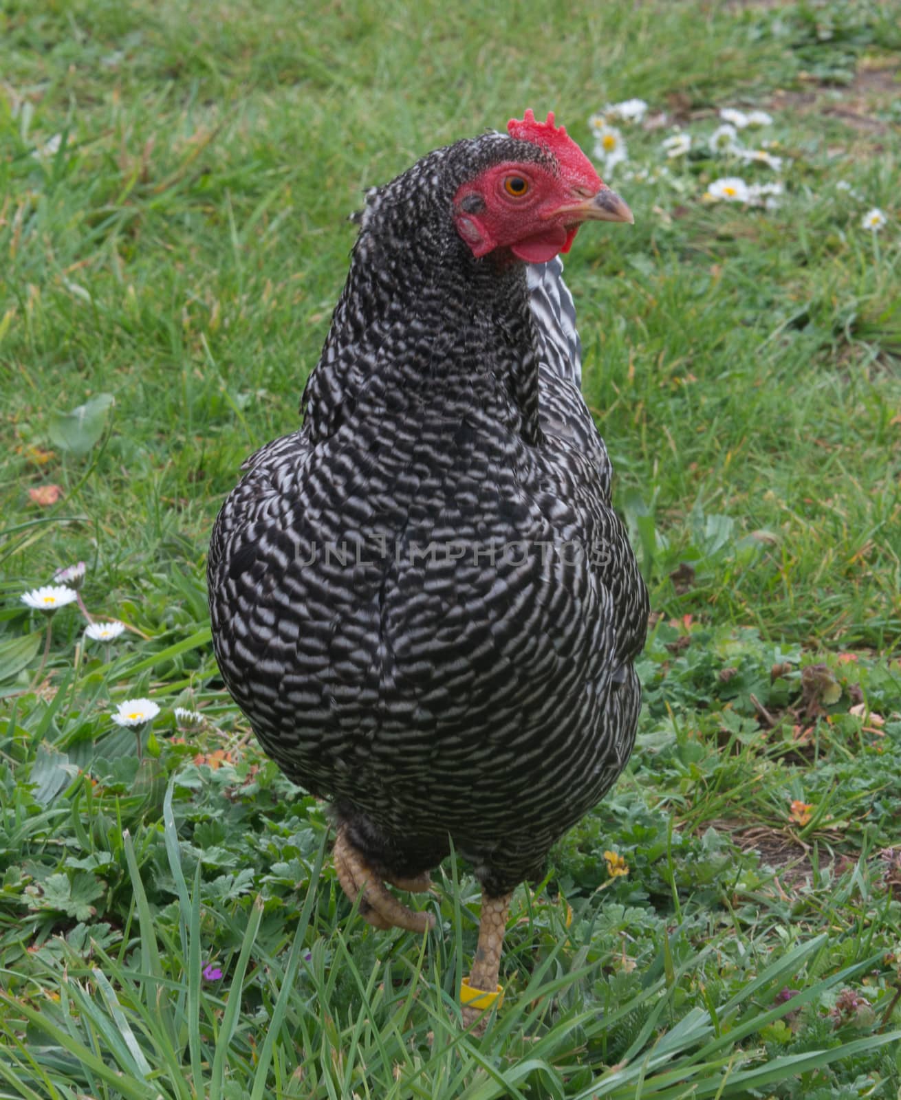 Bantam Hen - freerange