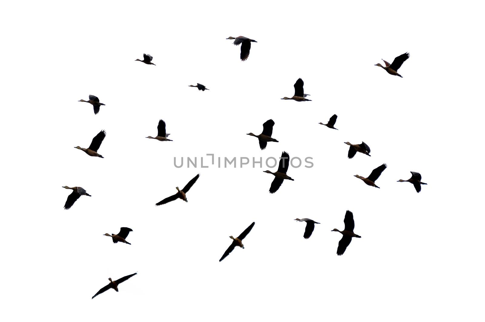 A group of birds flying on a white background Isolate