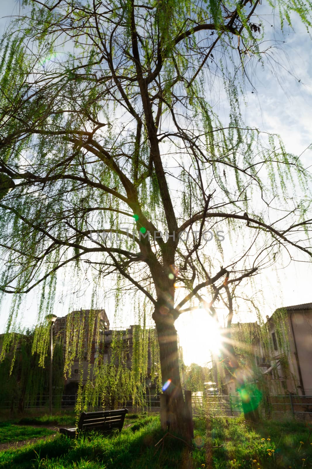 weeping willow by carfedeph