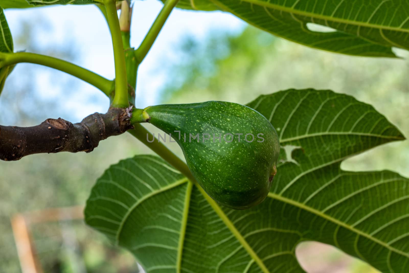 fig plant with freshly grown fig