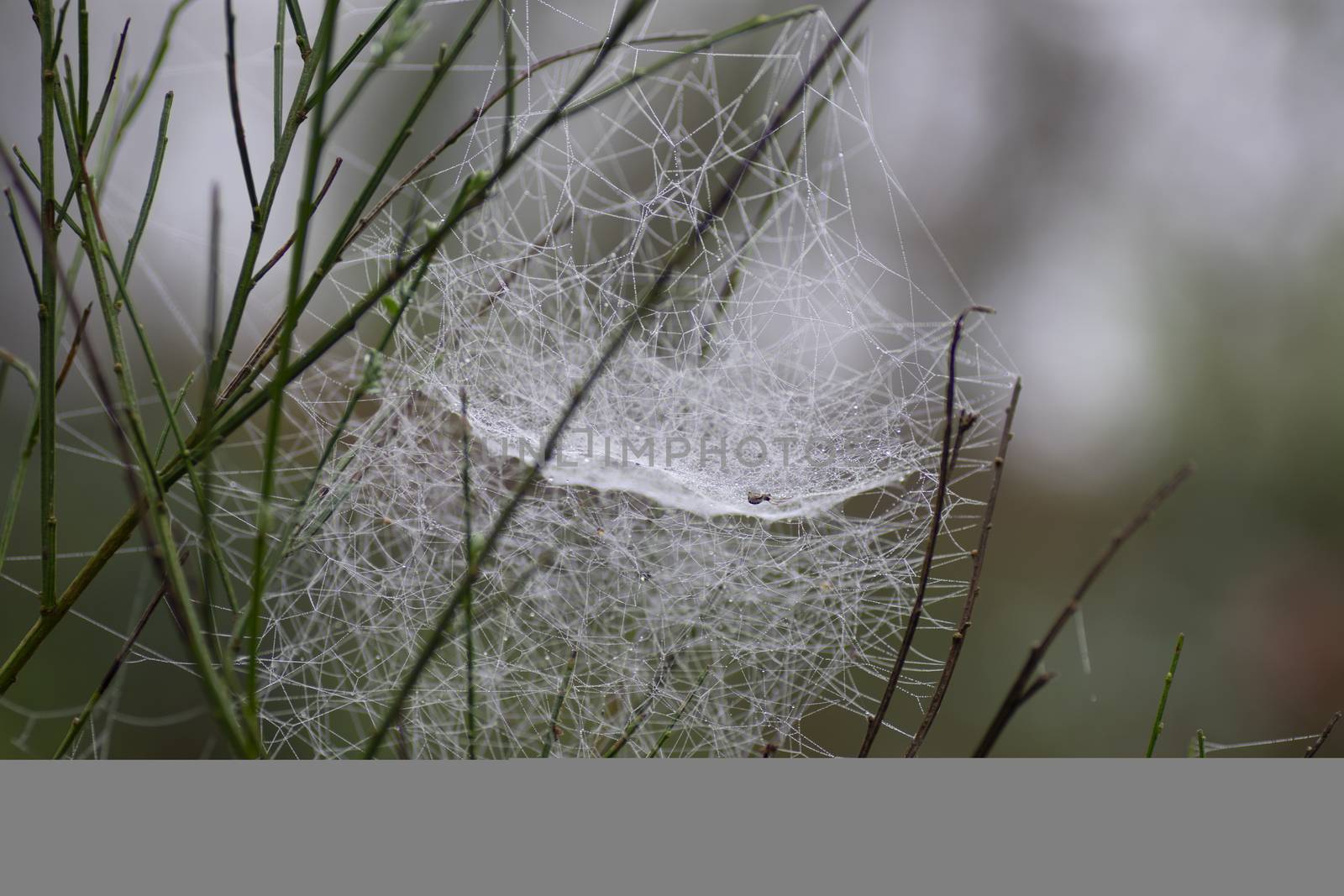 spider web on broom by carfedeph