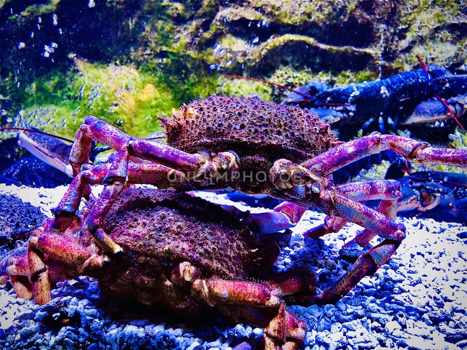 Crabs on the bottom of the ocean underwater vivid color 