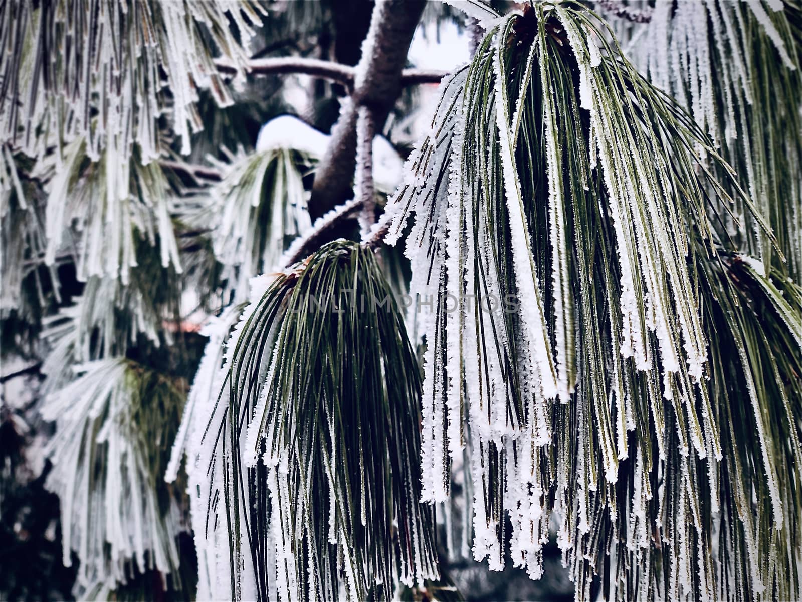 Frosty pine tree in a bright day background close up shot