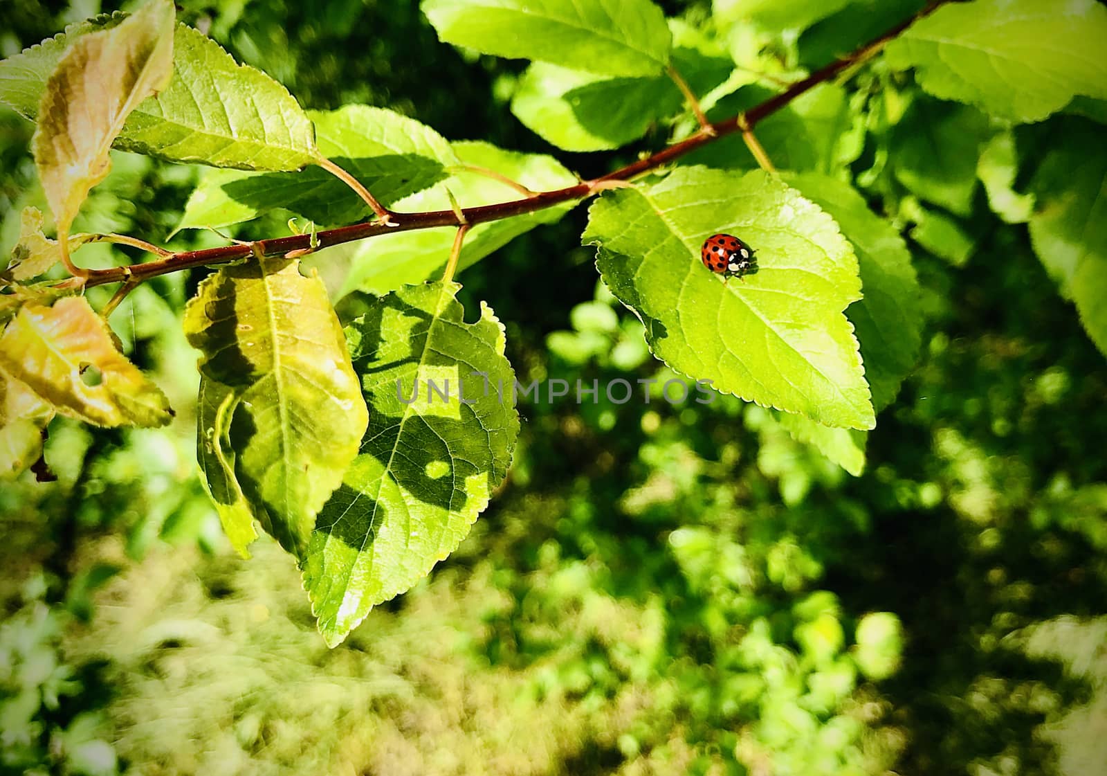 Ladybird on a leaf. Lucky day conceptual shot. by F1b0nacci