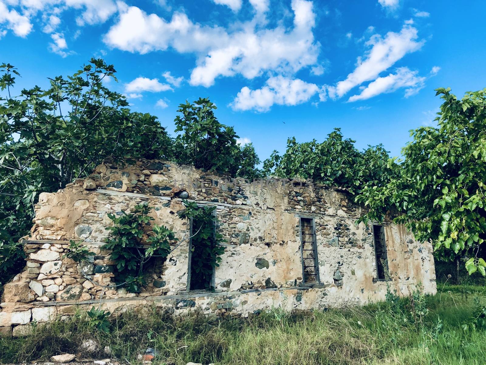 Old house destructed from time with trees growing in it. Abandoned home concept. 