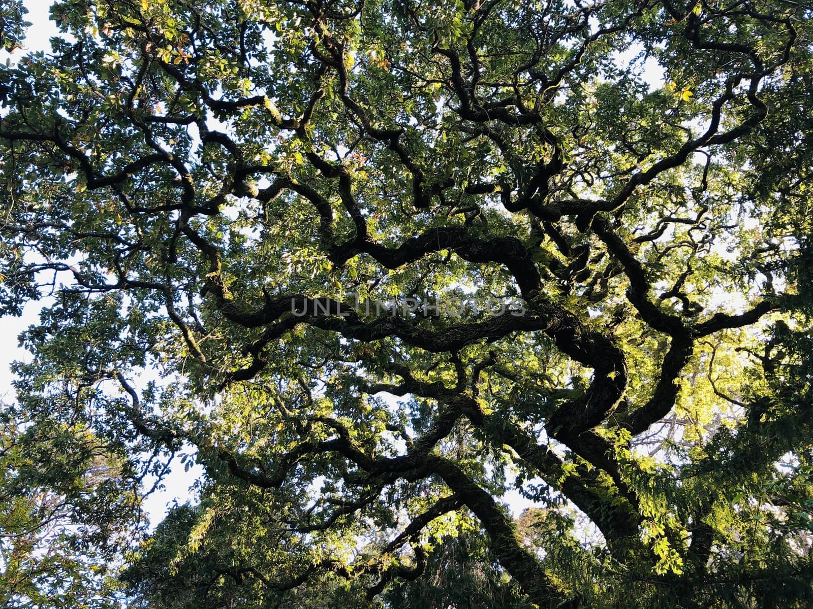 The mystical crown of and very old tree from a park in a bright day. Great nature concept 