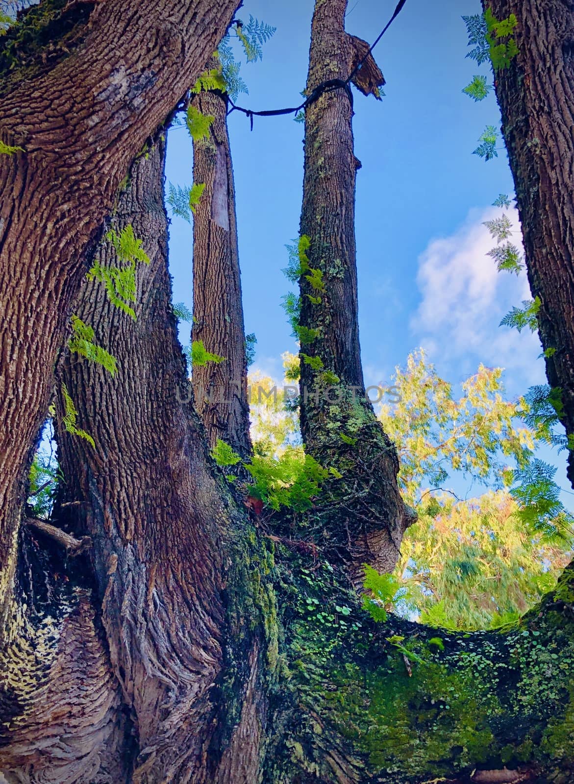 a view through the crown of an old tree by F1b0nacci