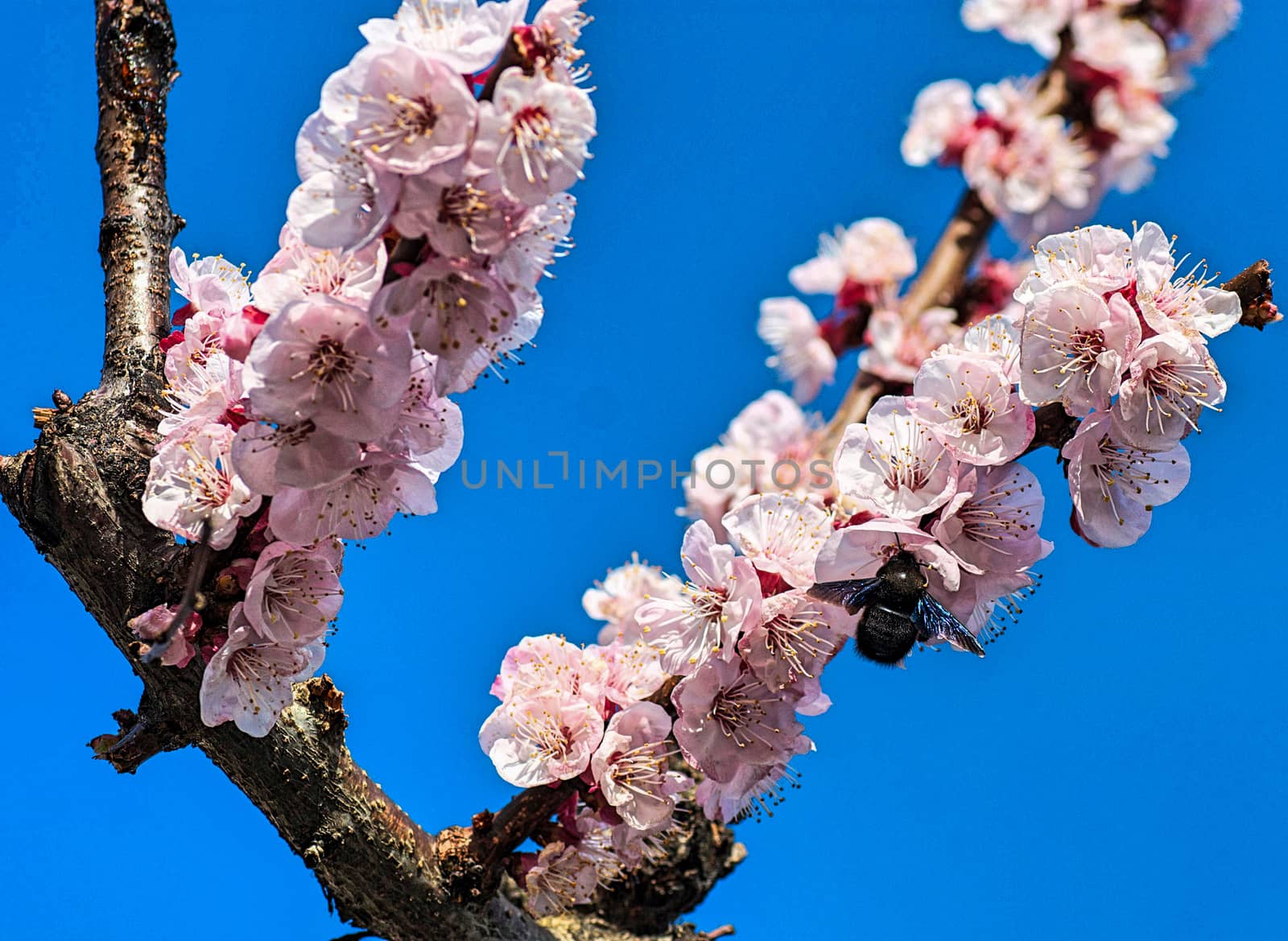 peach blossom with insect by carfedeph
