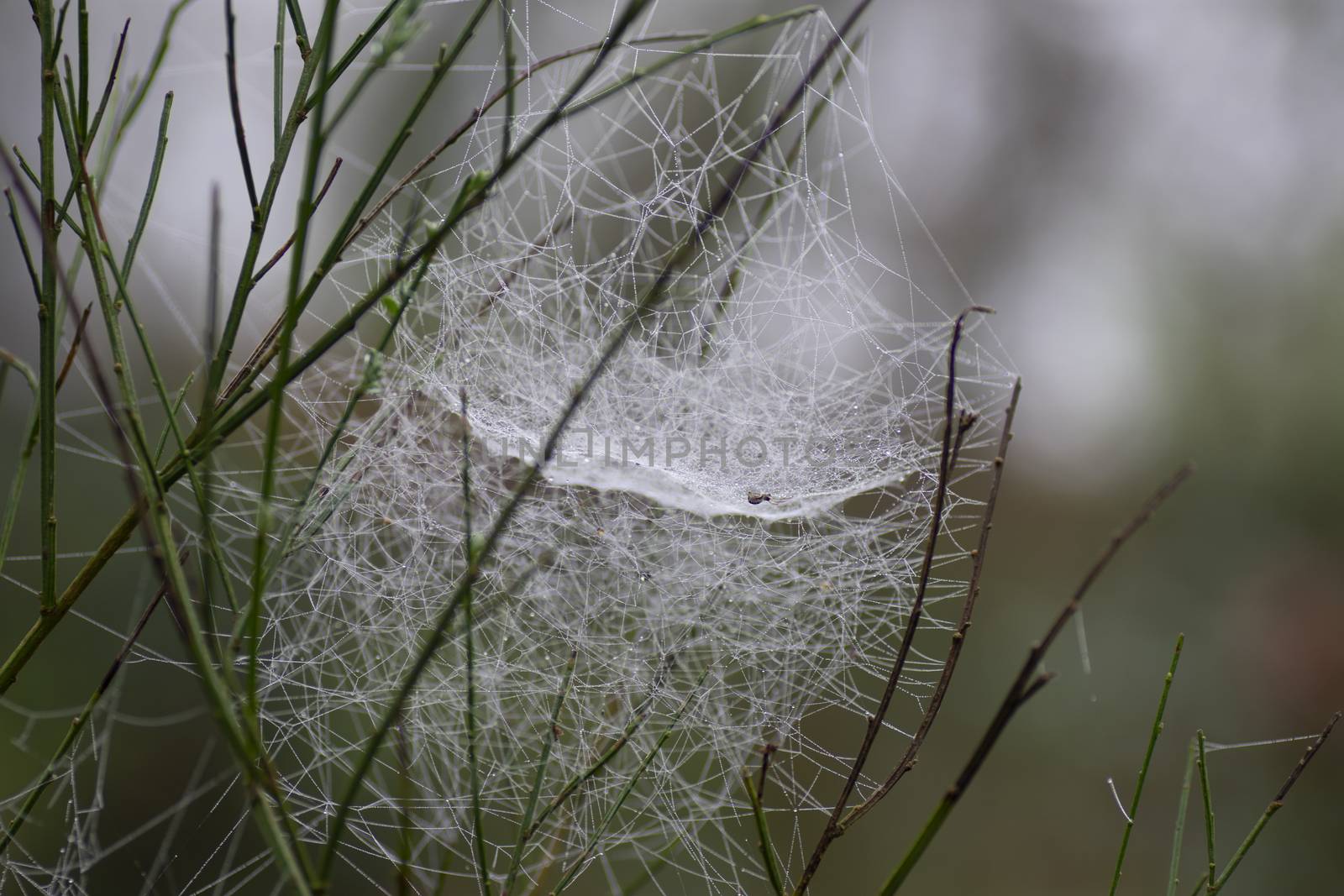 cobweb on broom in the morning breeze