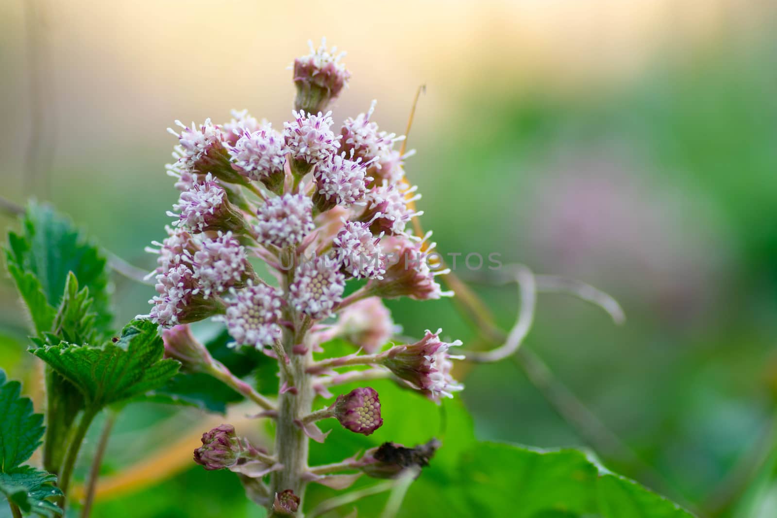 macro of flowers in wild nature