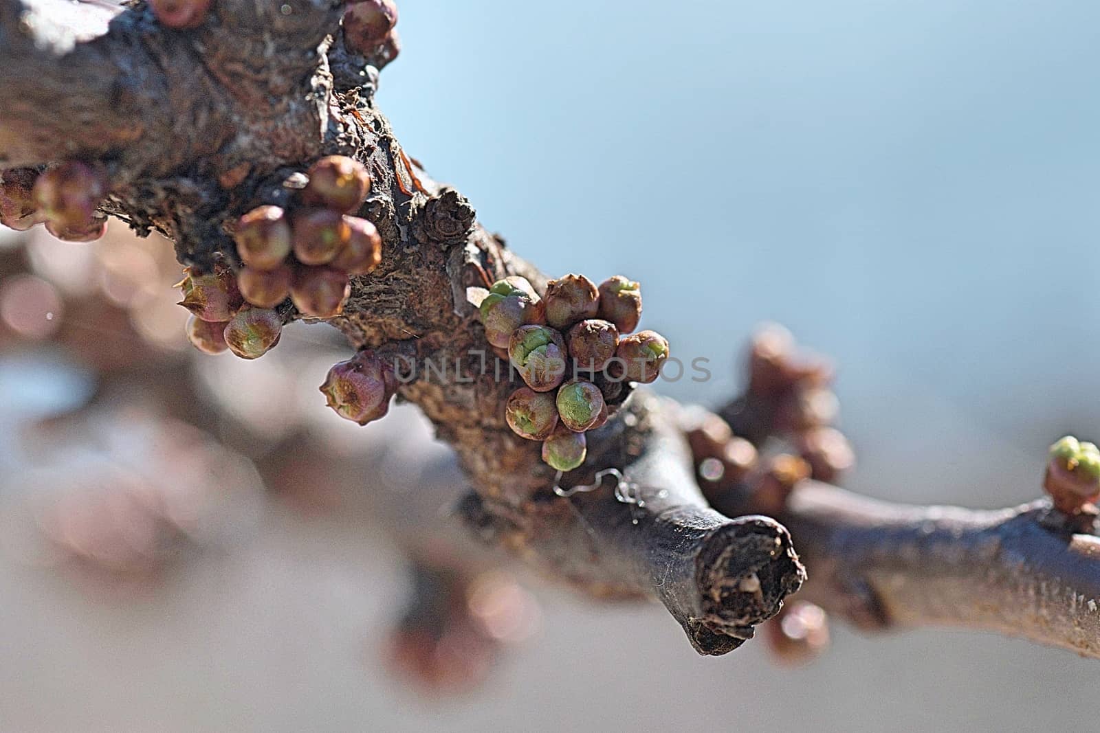 nature in spring various fruit buds and not