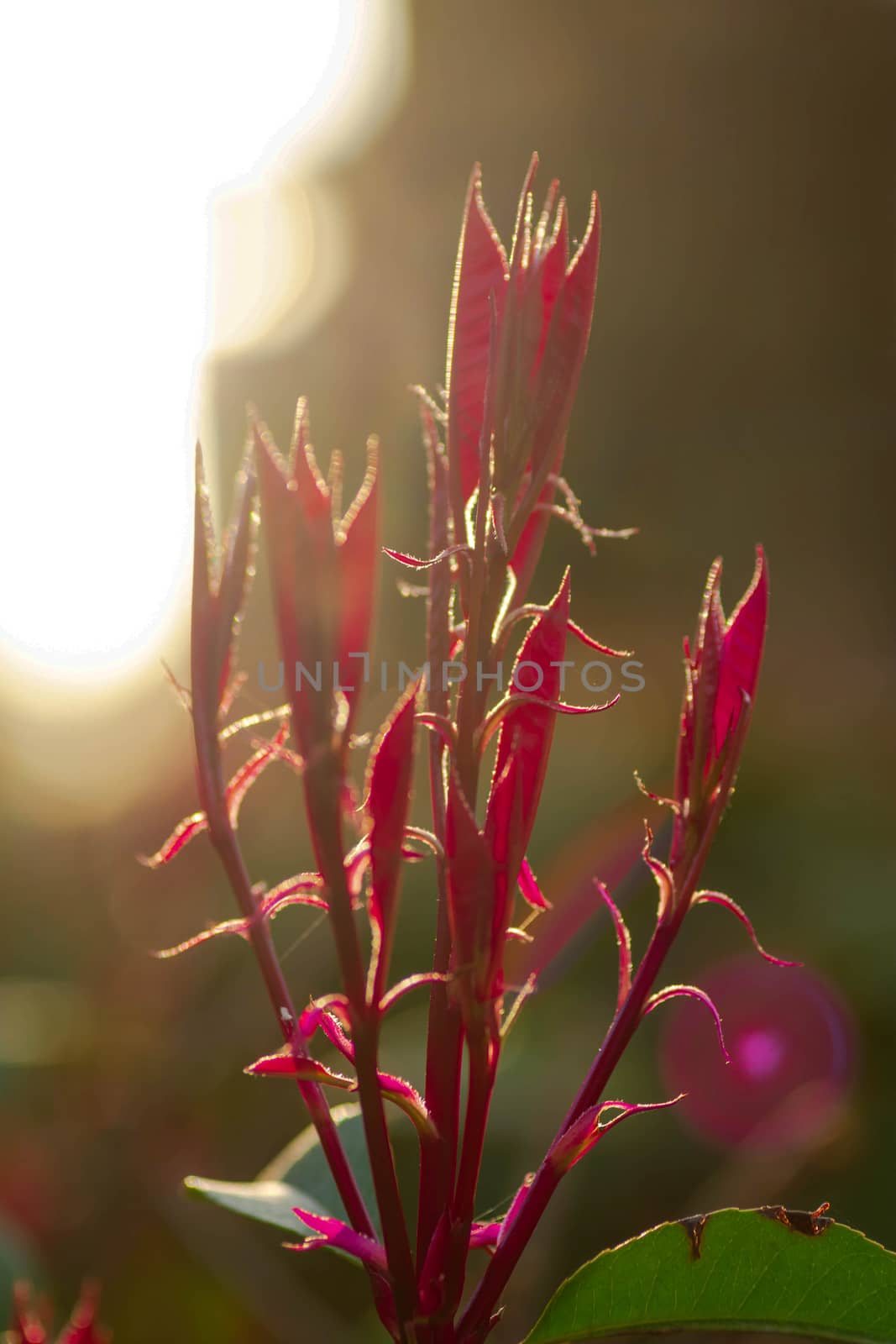 blooming against sunset light