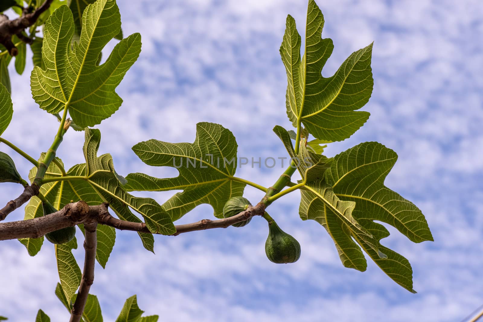 fig plant contrasted by the sky