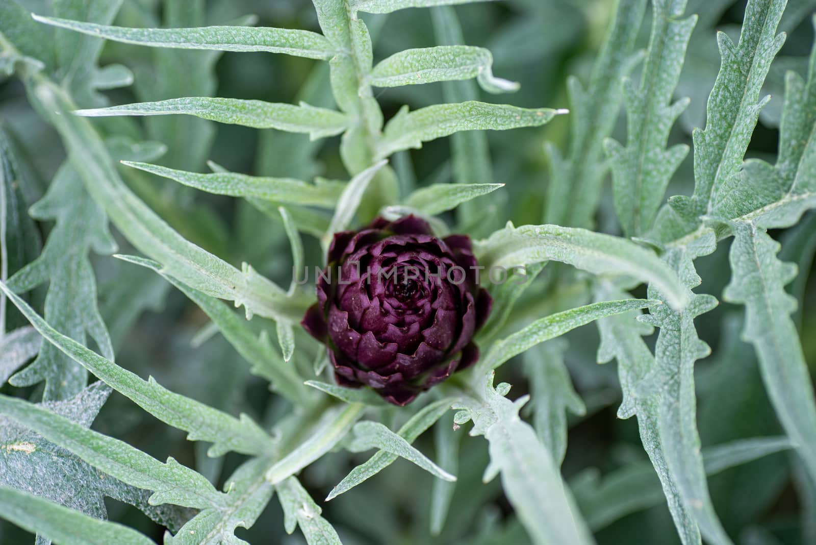 newly born dark-colored artichoke in the sun