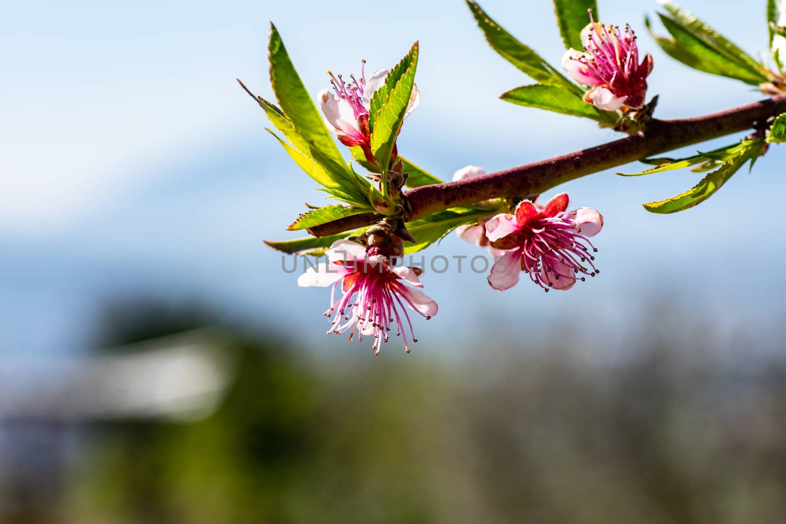 spring coming sprouts growing fruit trees