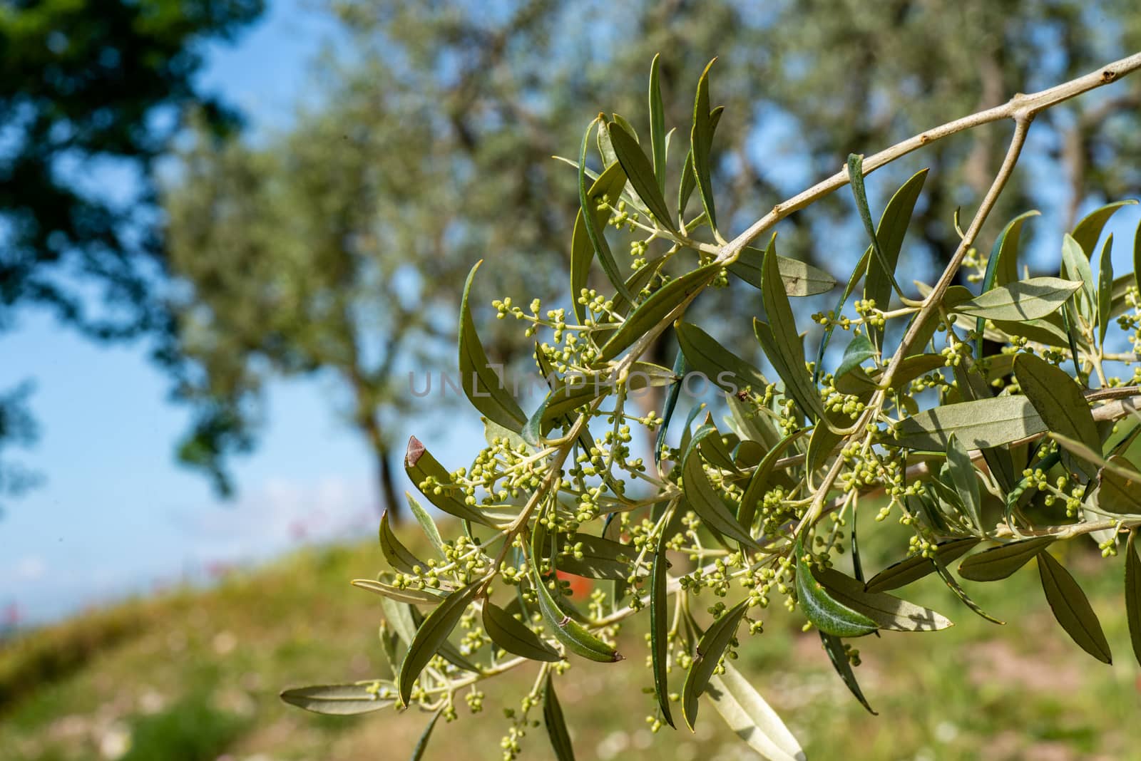 olive tree and sprouts under the sun