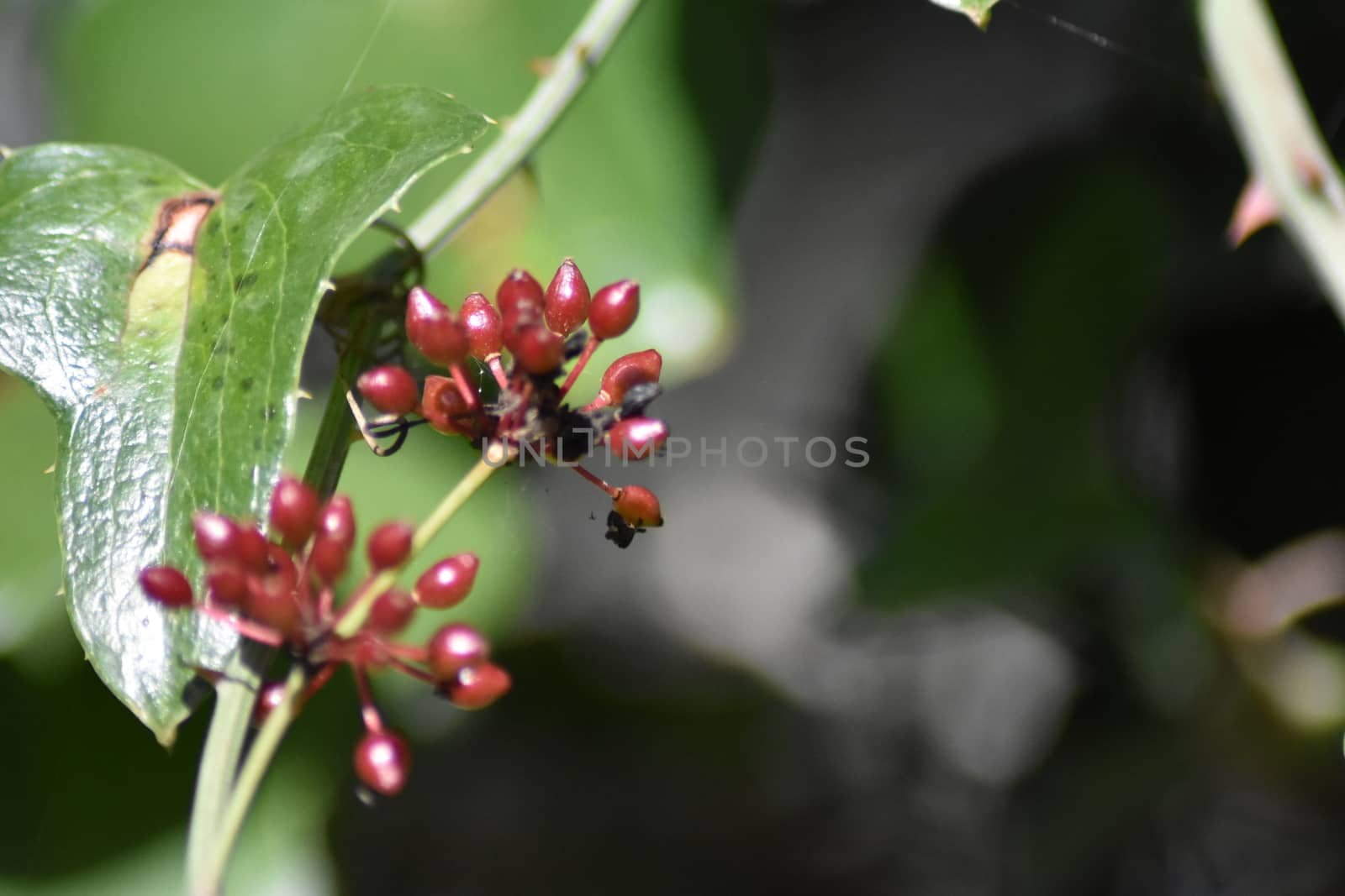 spring nature by carfedeph