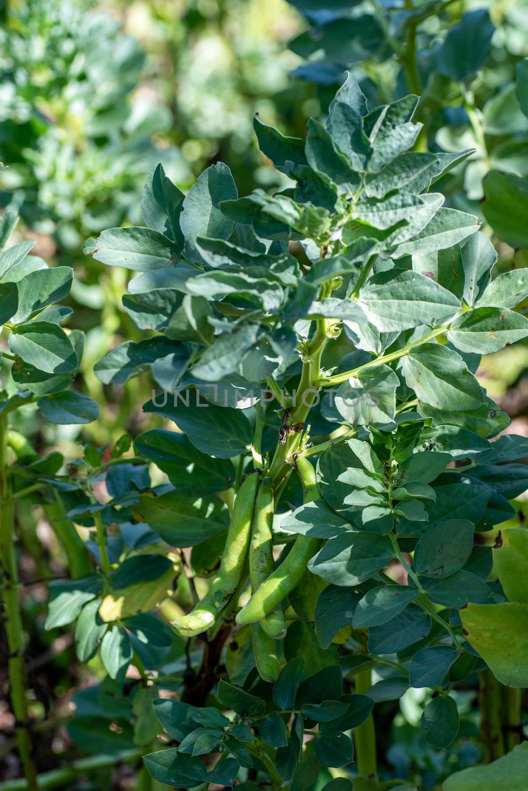 plantation of broad beans ready for harvest