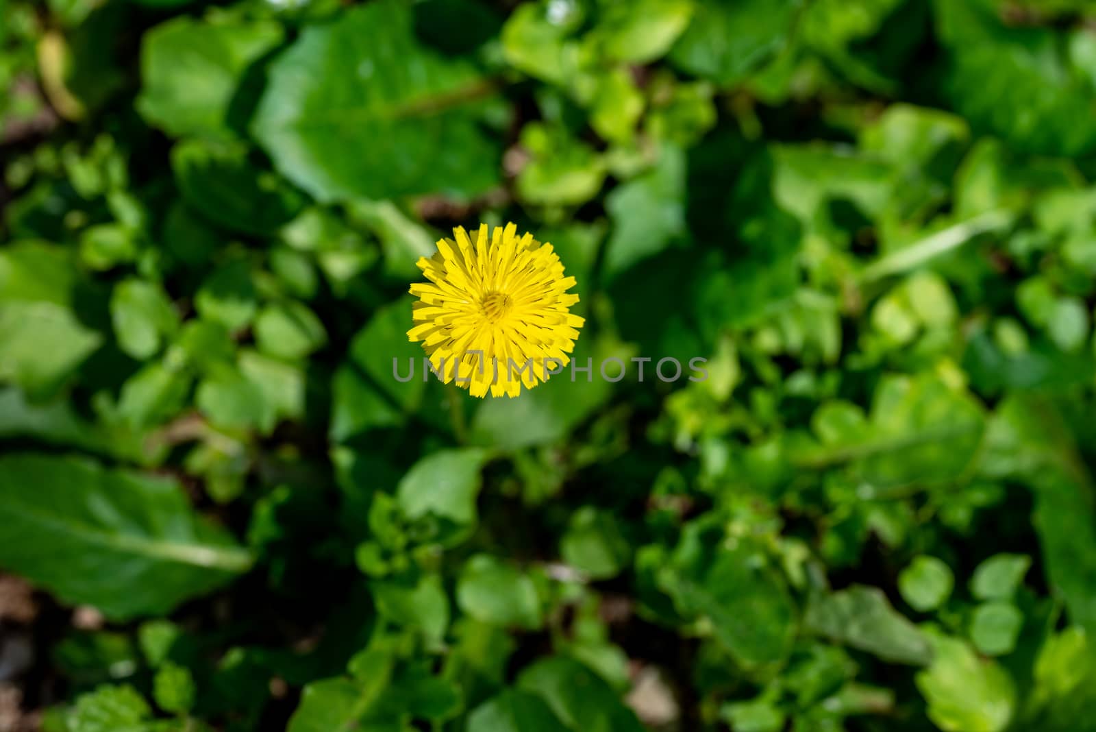 yellow dandelion flower growing in the field