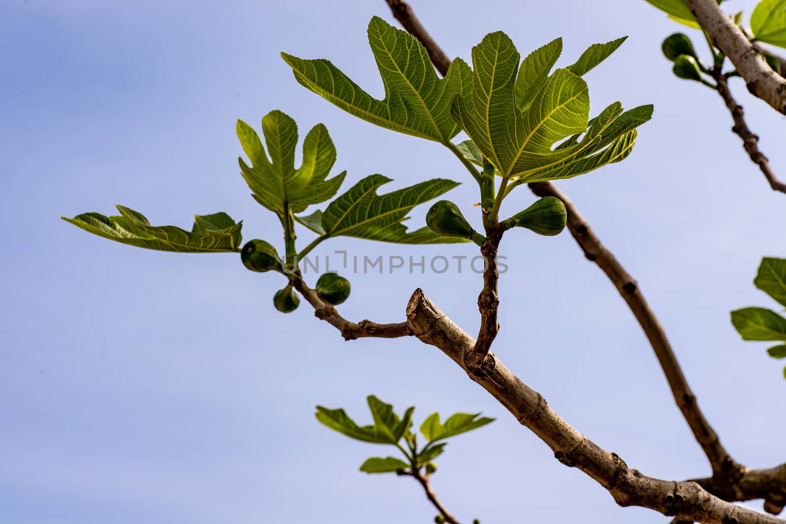 growing fig plant by carfedeph