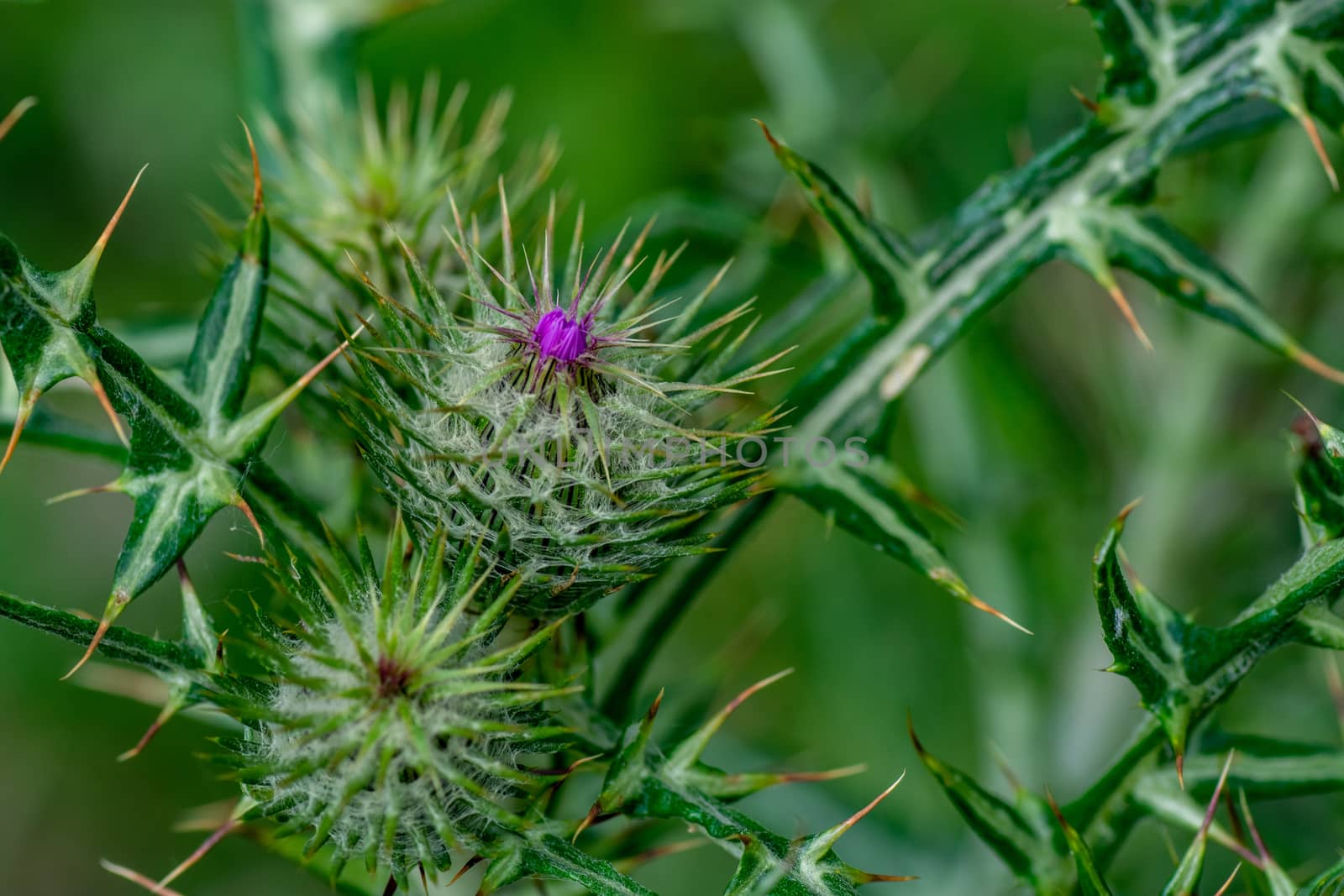 the thistle in full summer bloom