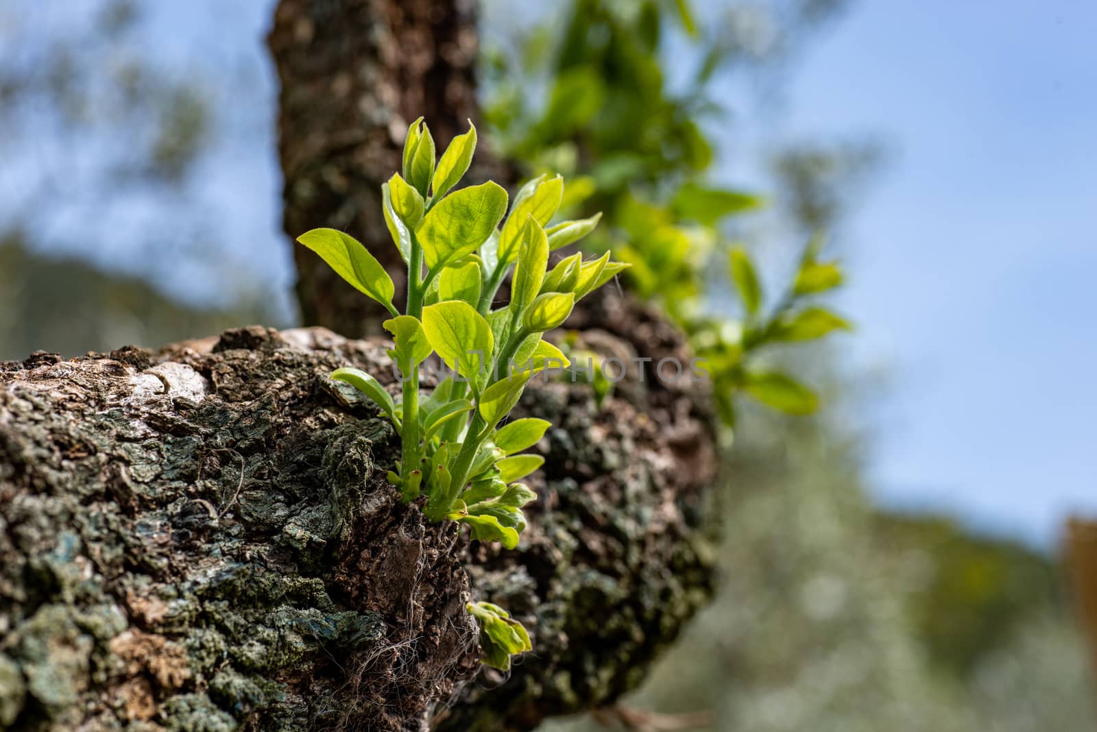 sprouts on tree in the garden