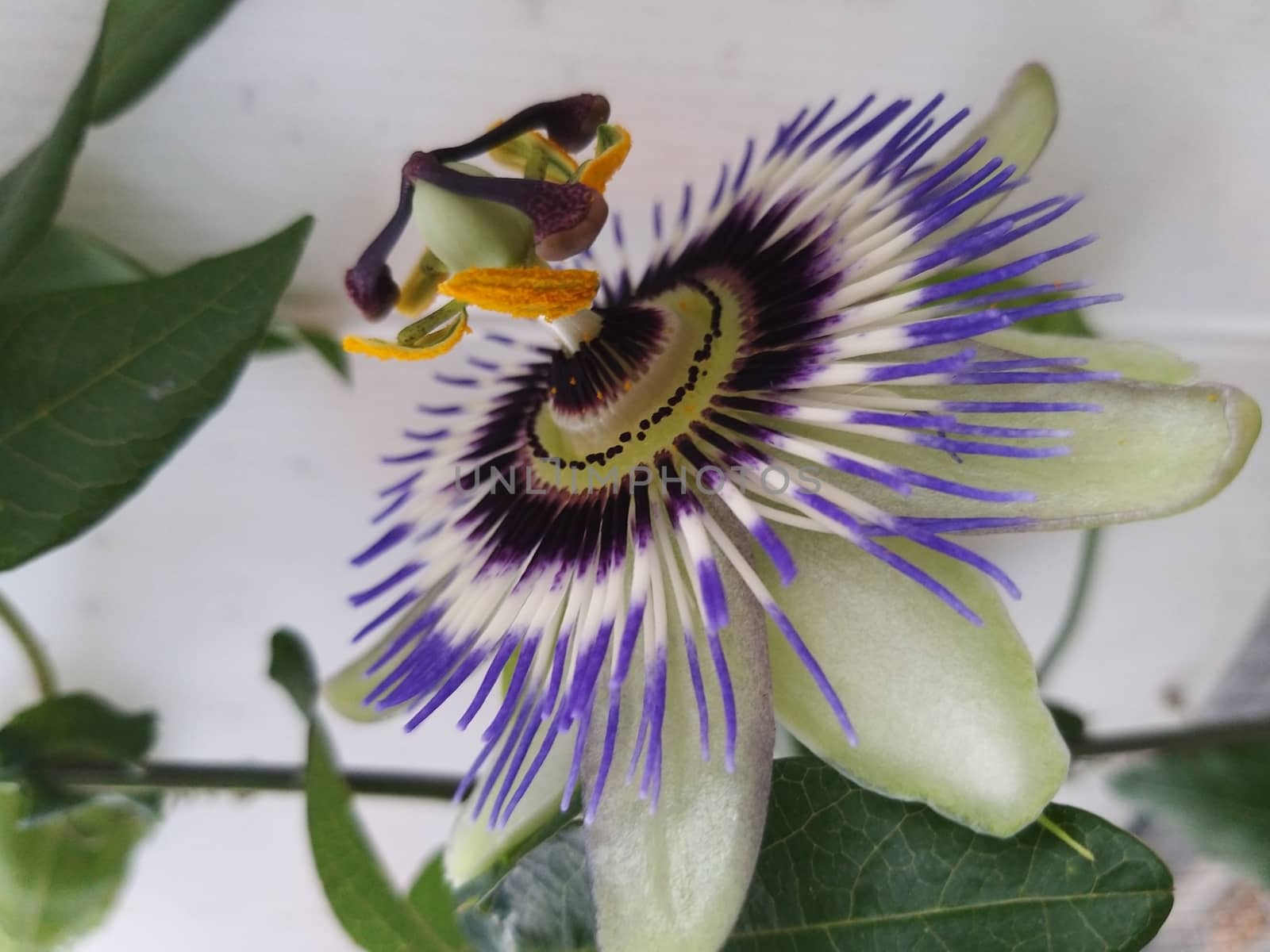 open passiflora flower of purple color to then become fruit