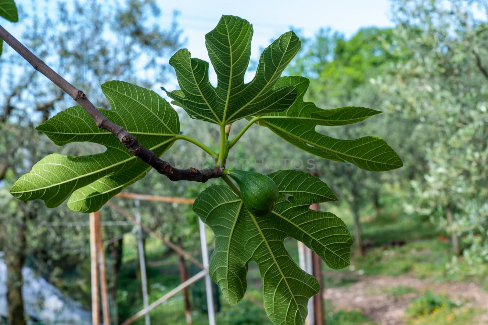 fig plant by carfedeph