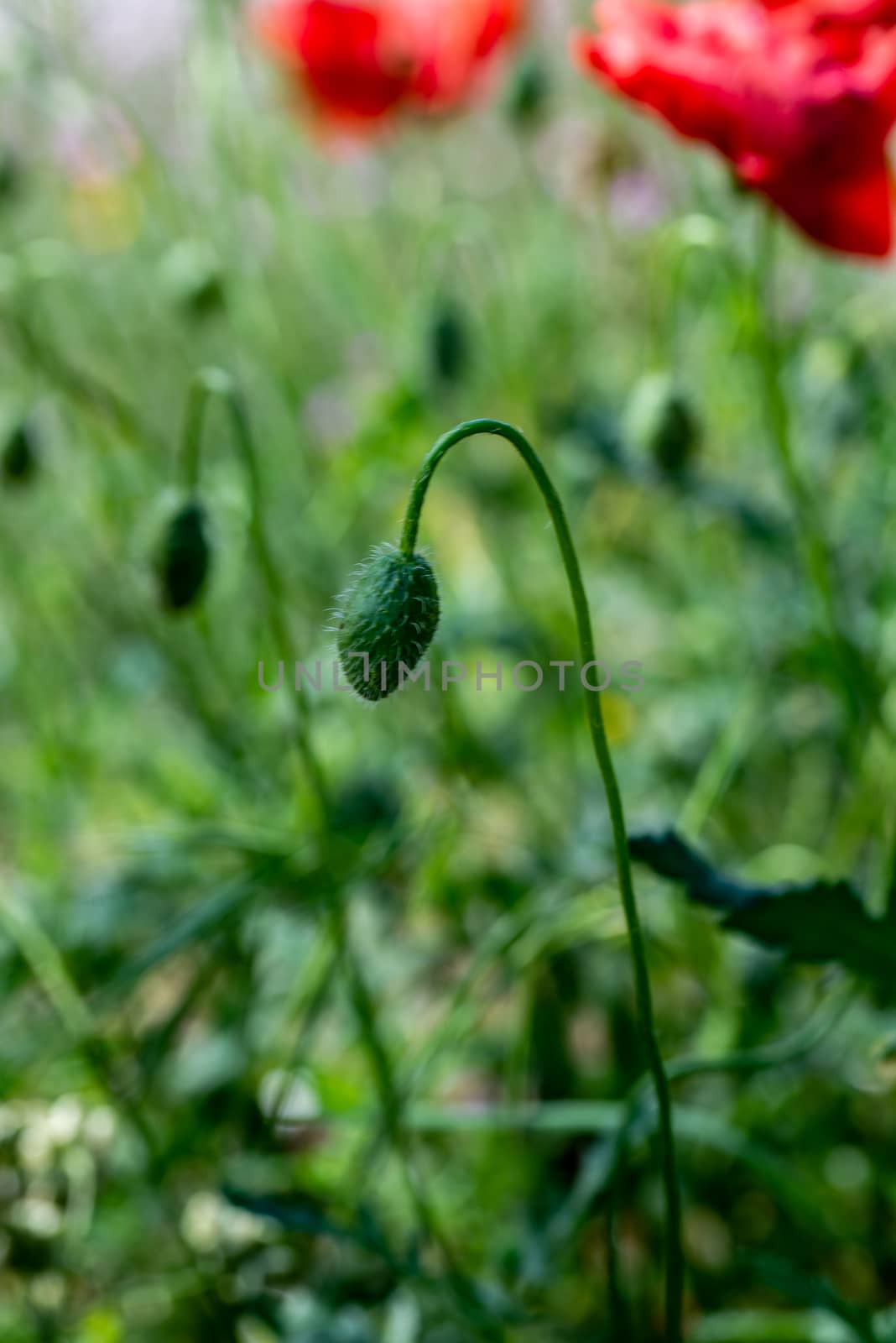 poppy bud about to bloom in the shade