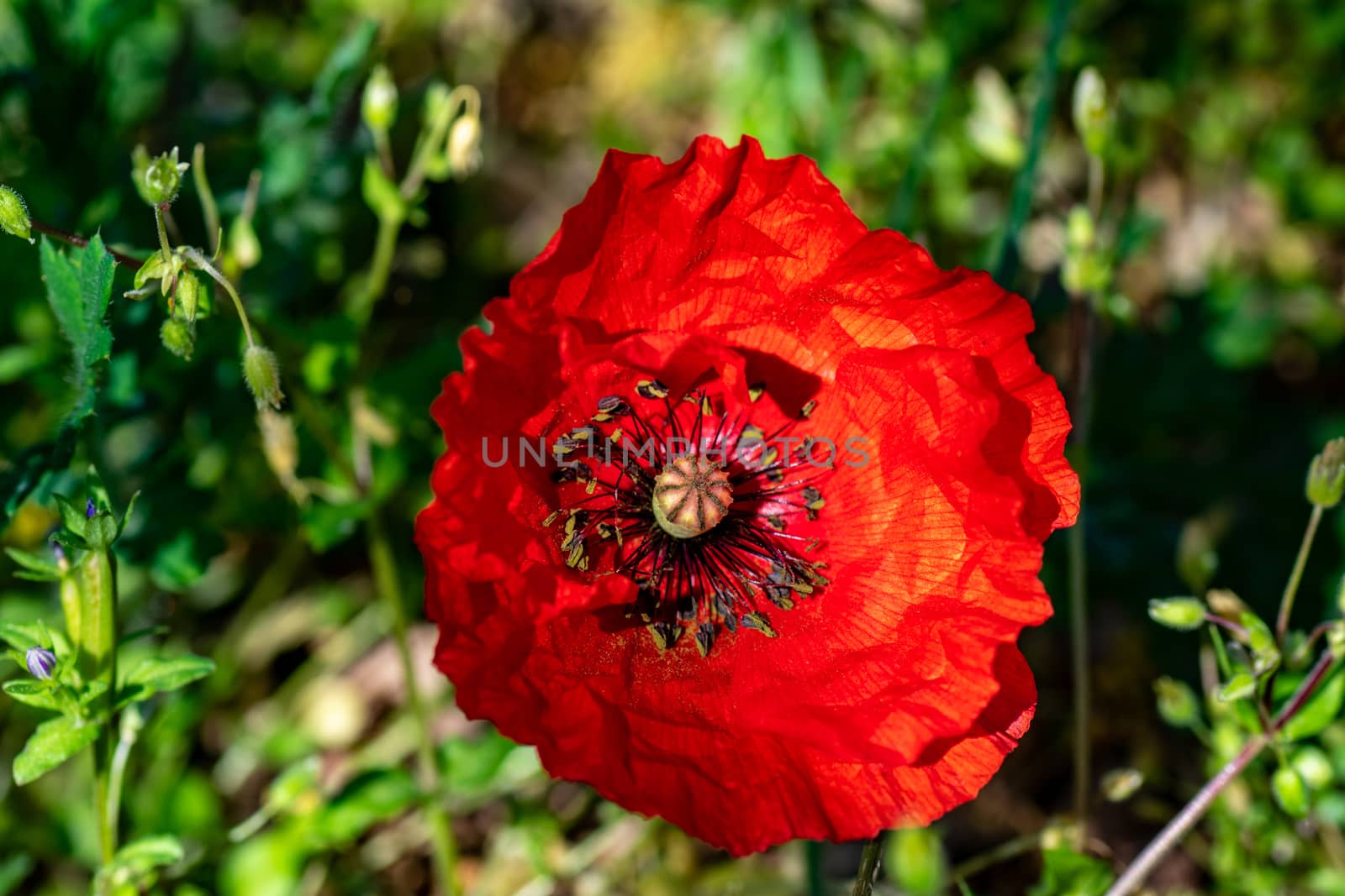 poppy in the summer sun