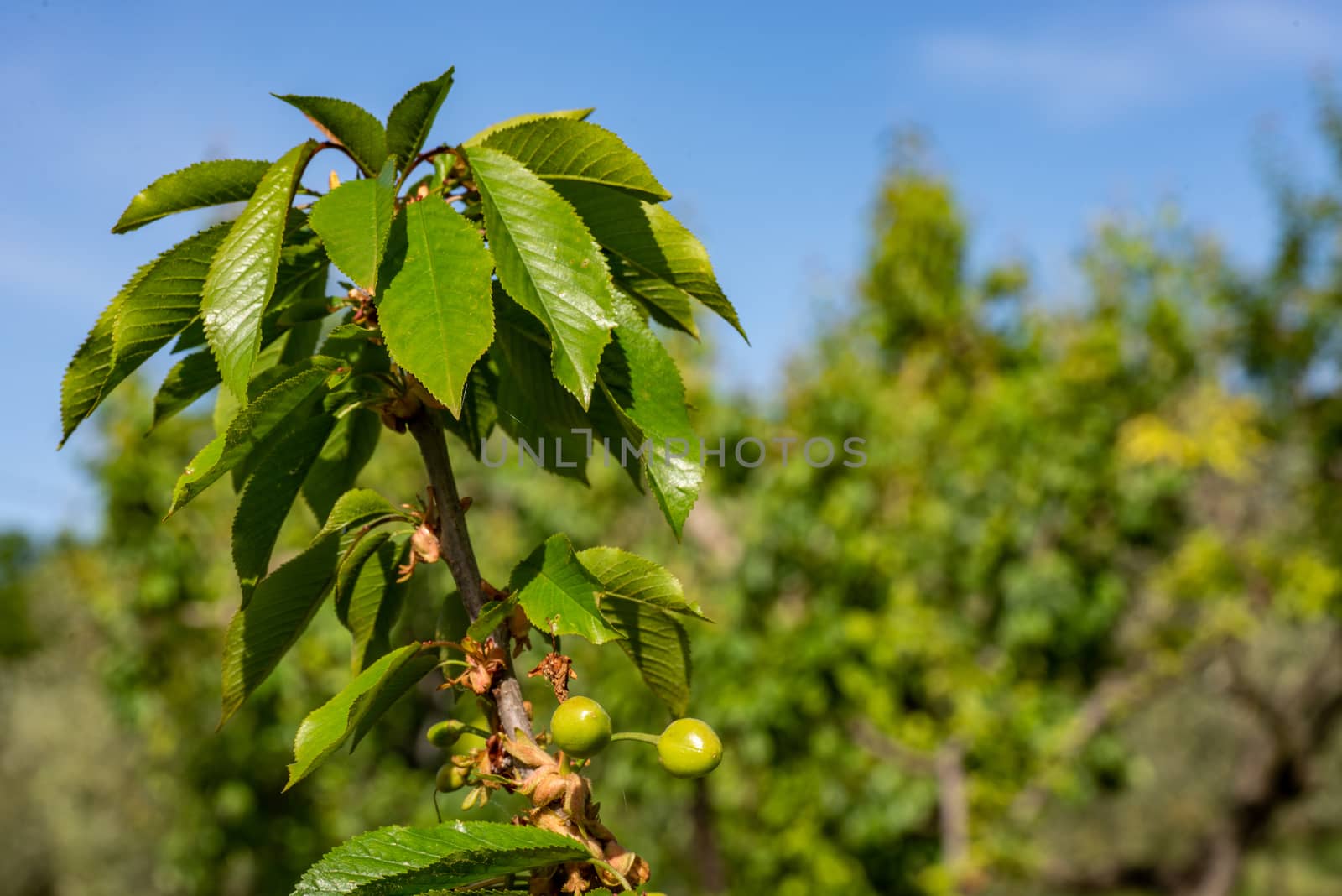 growing cherry with green cherries