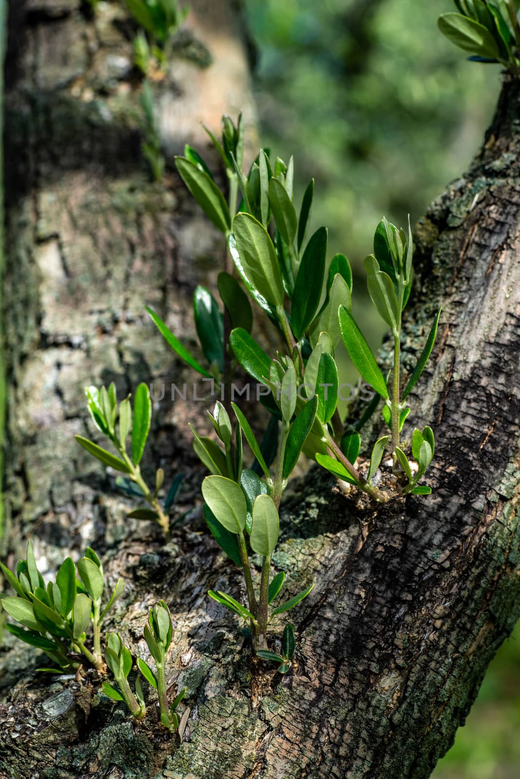 olive sprouts growing on olive tree