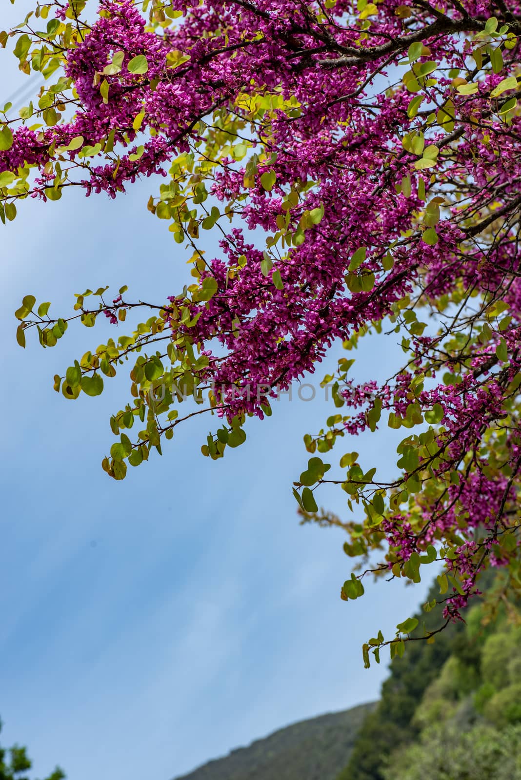 tree with purple leaves in summer in contrast with blue sky