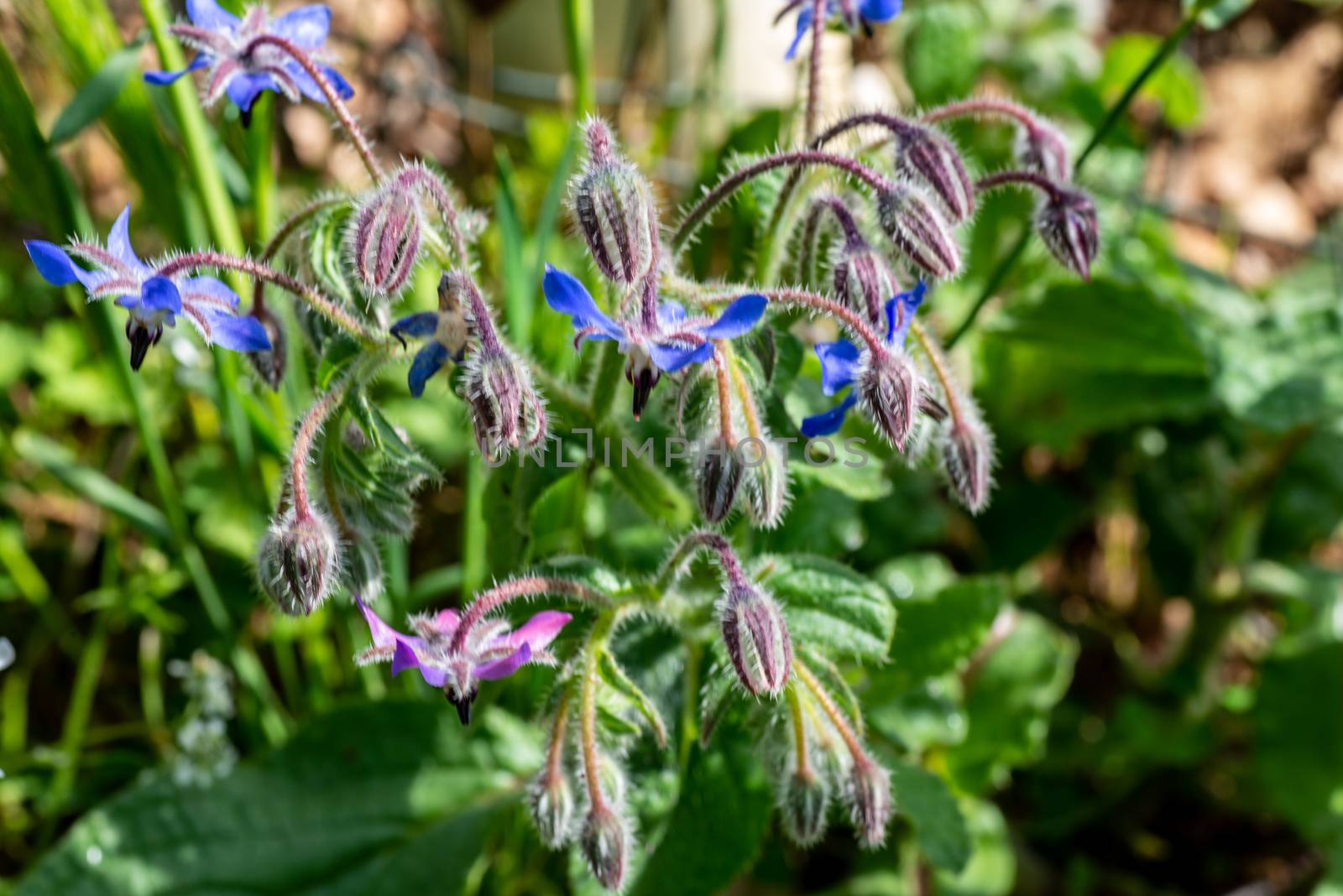 borage just blossomed after downpour
