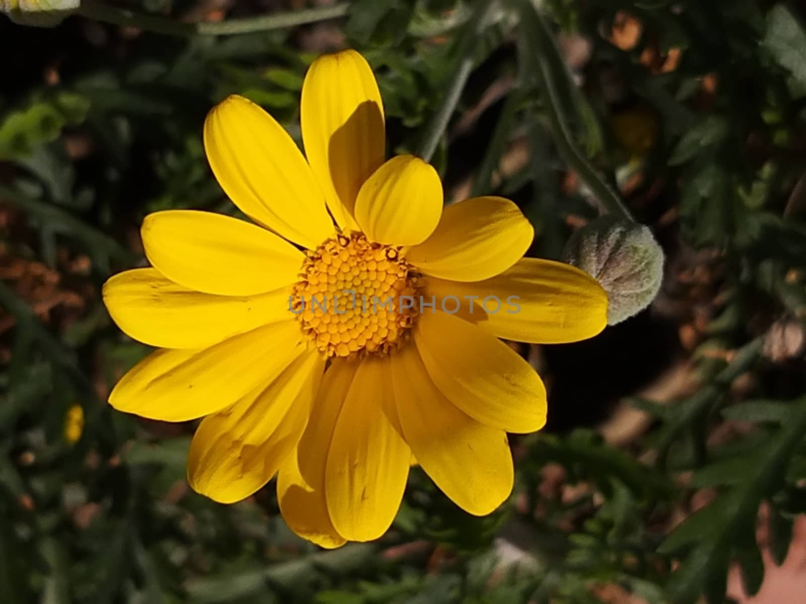 a common yellow daisy flower in the garden