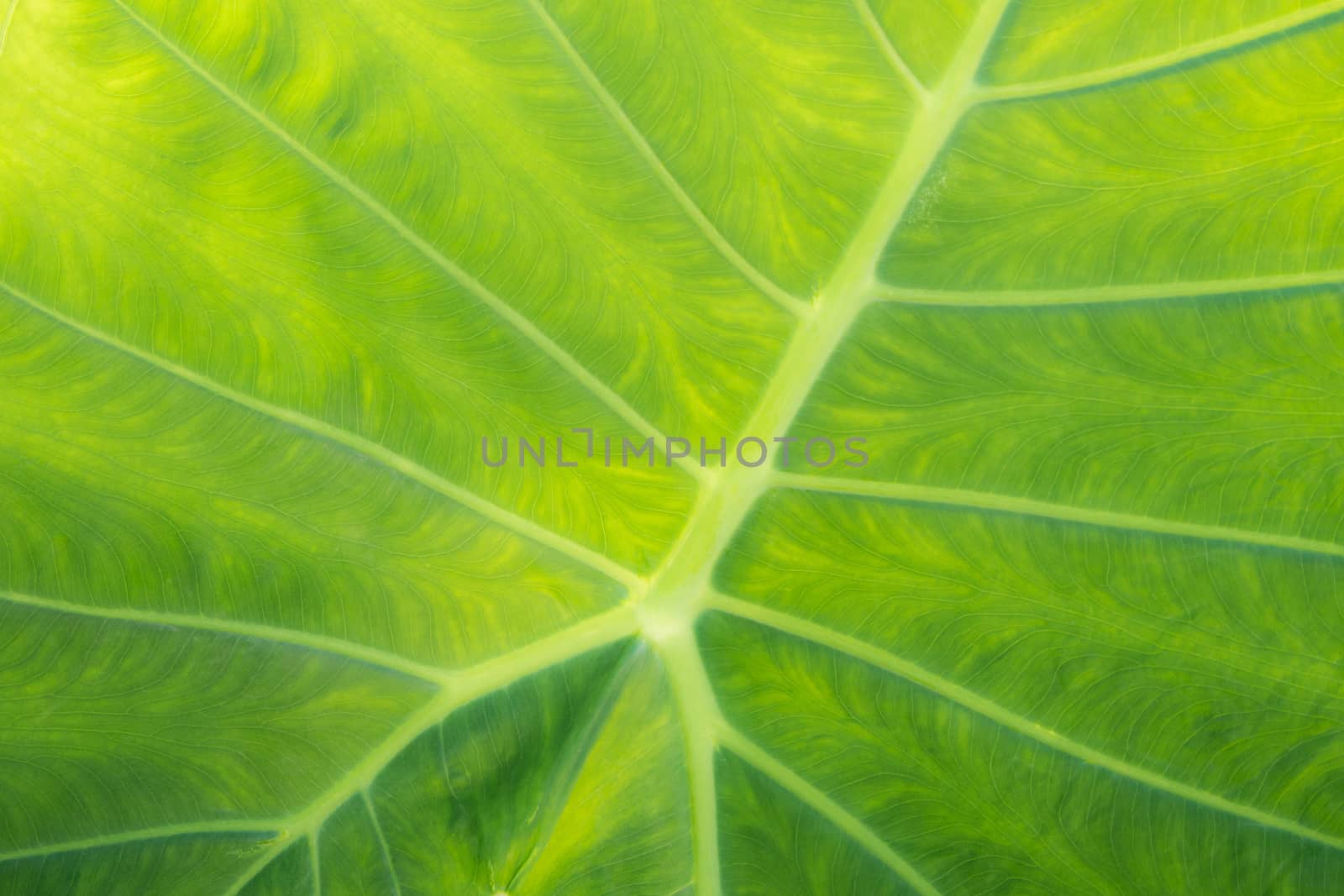 Freshness Leaf of Great Caladium Giant Taro